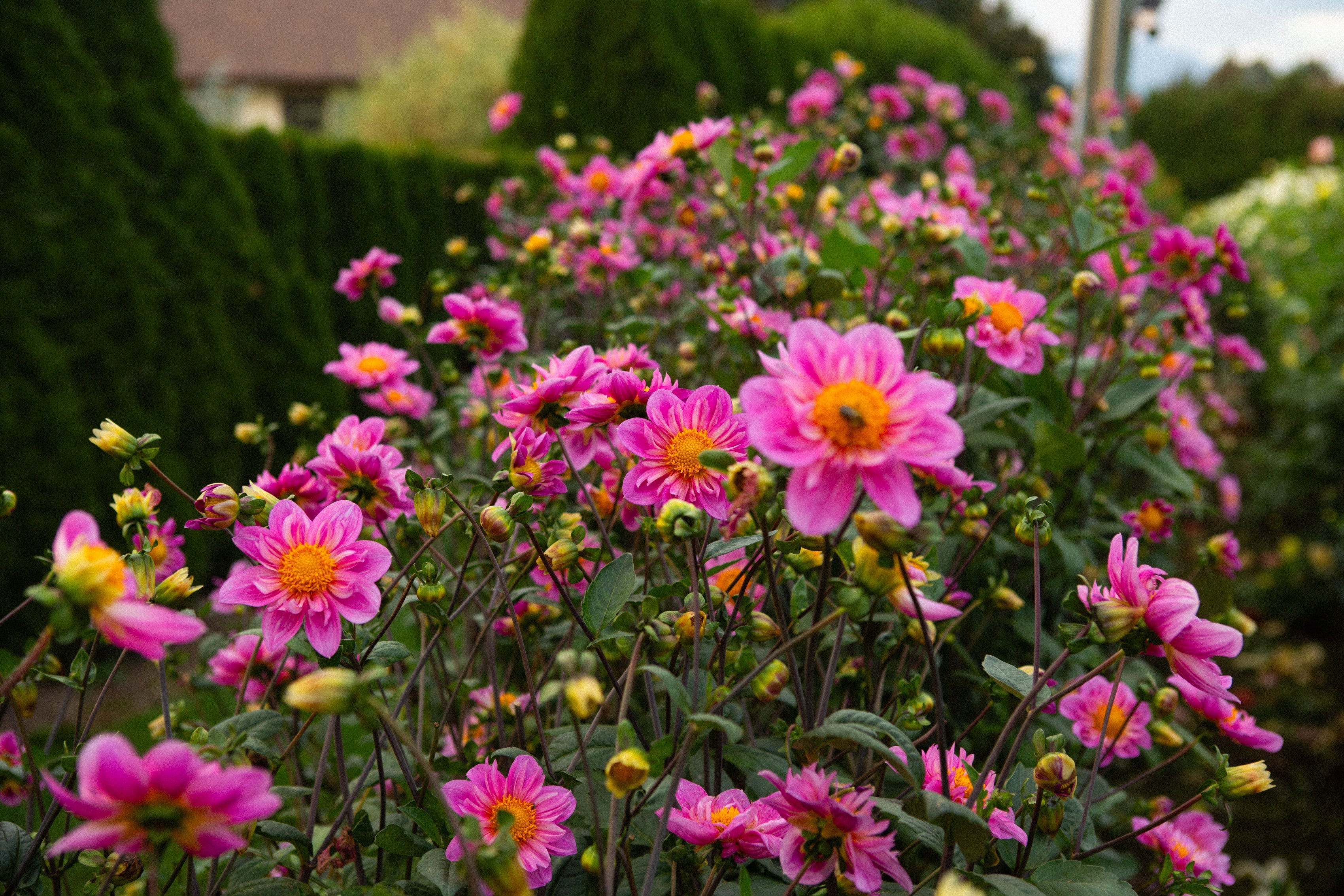 Our Bloomquist Collection – Page 3 – Moore Blooms Dahlias