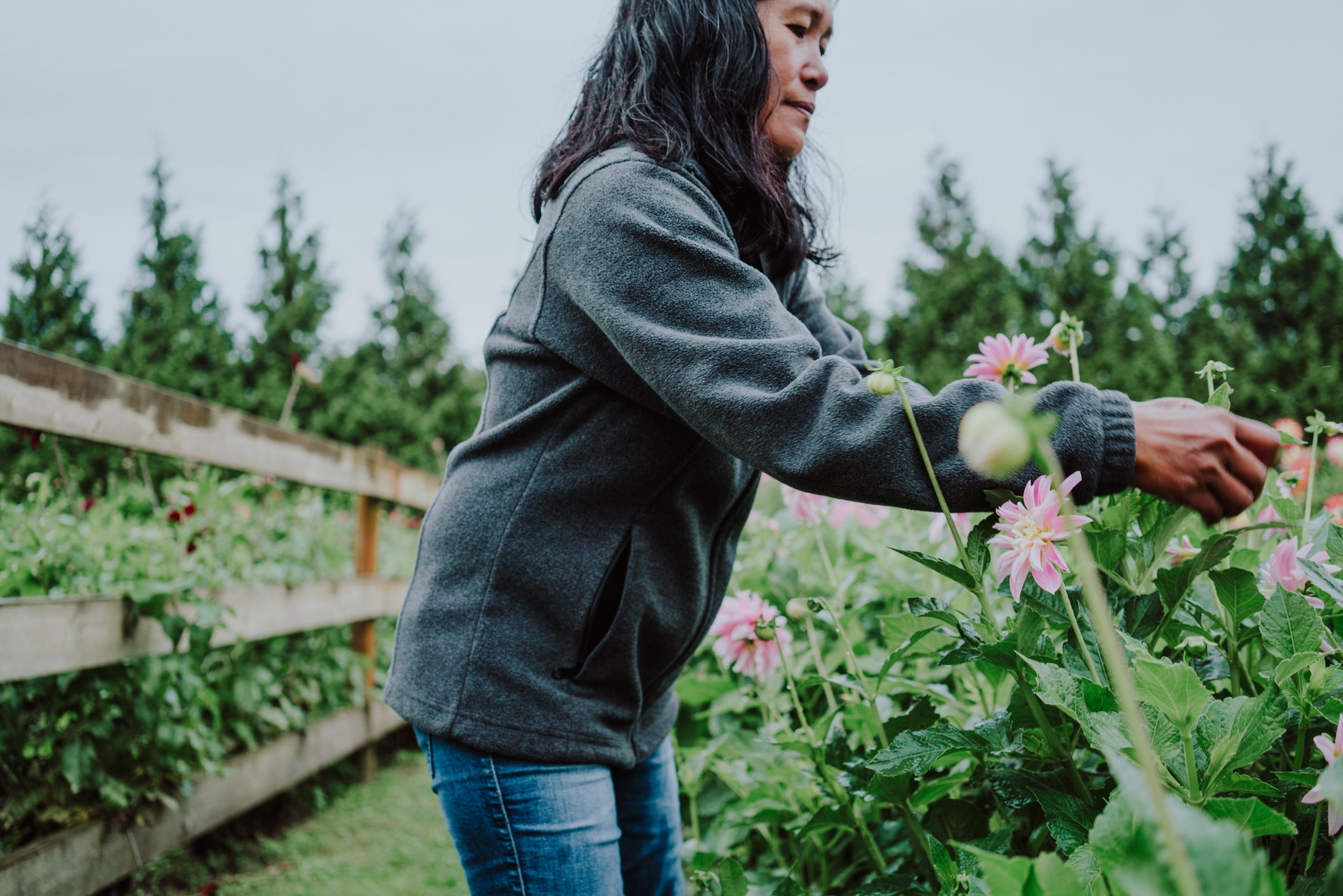 2025 Tubers – Moore Blooms Dahlias