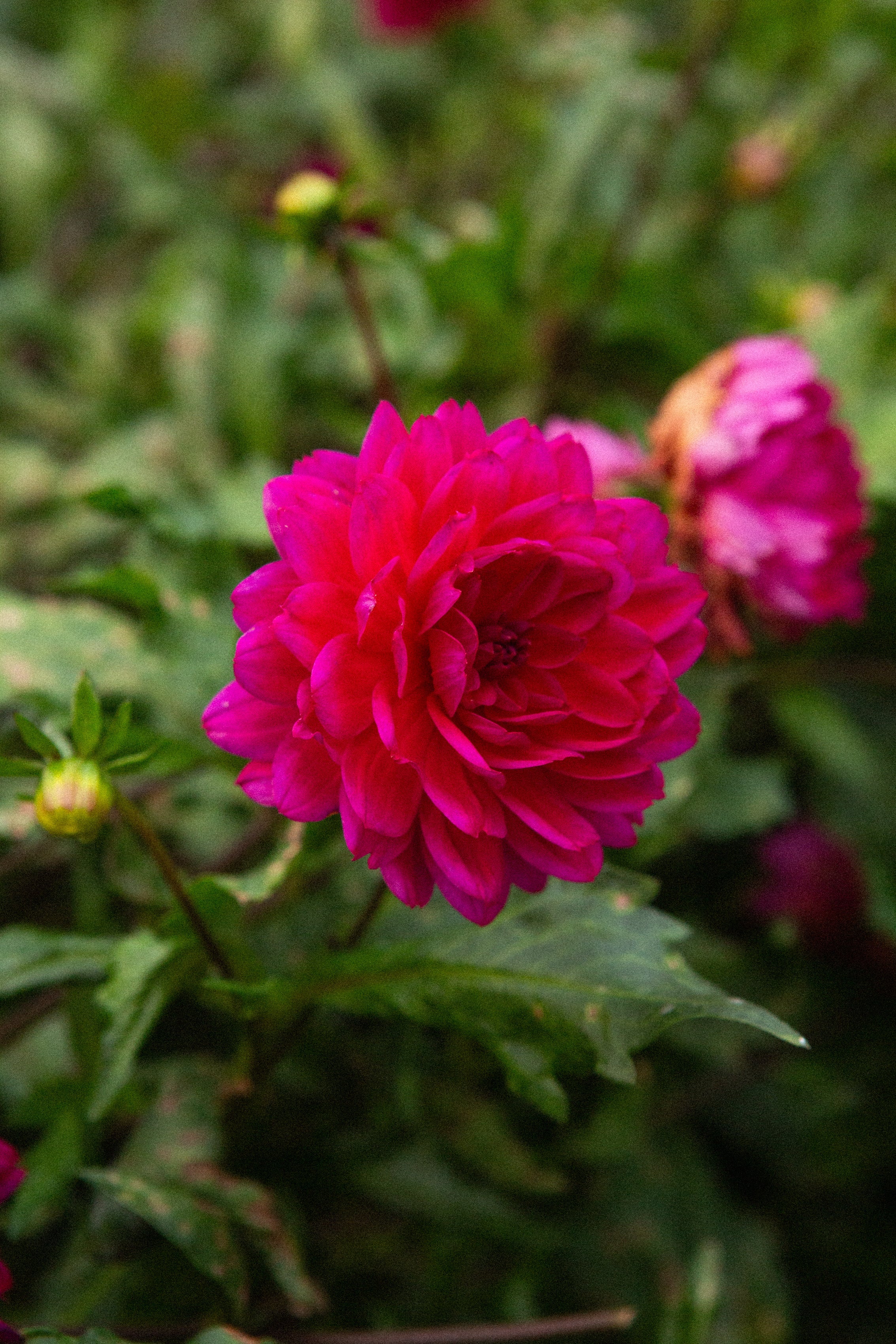 Our Sandia Collection – Moore Blooms Dahlias