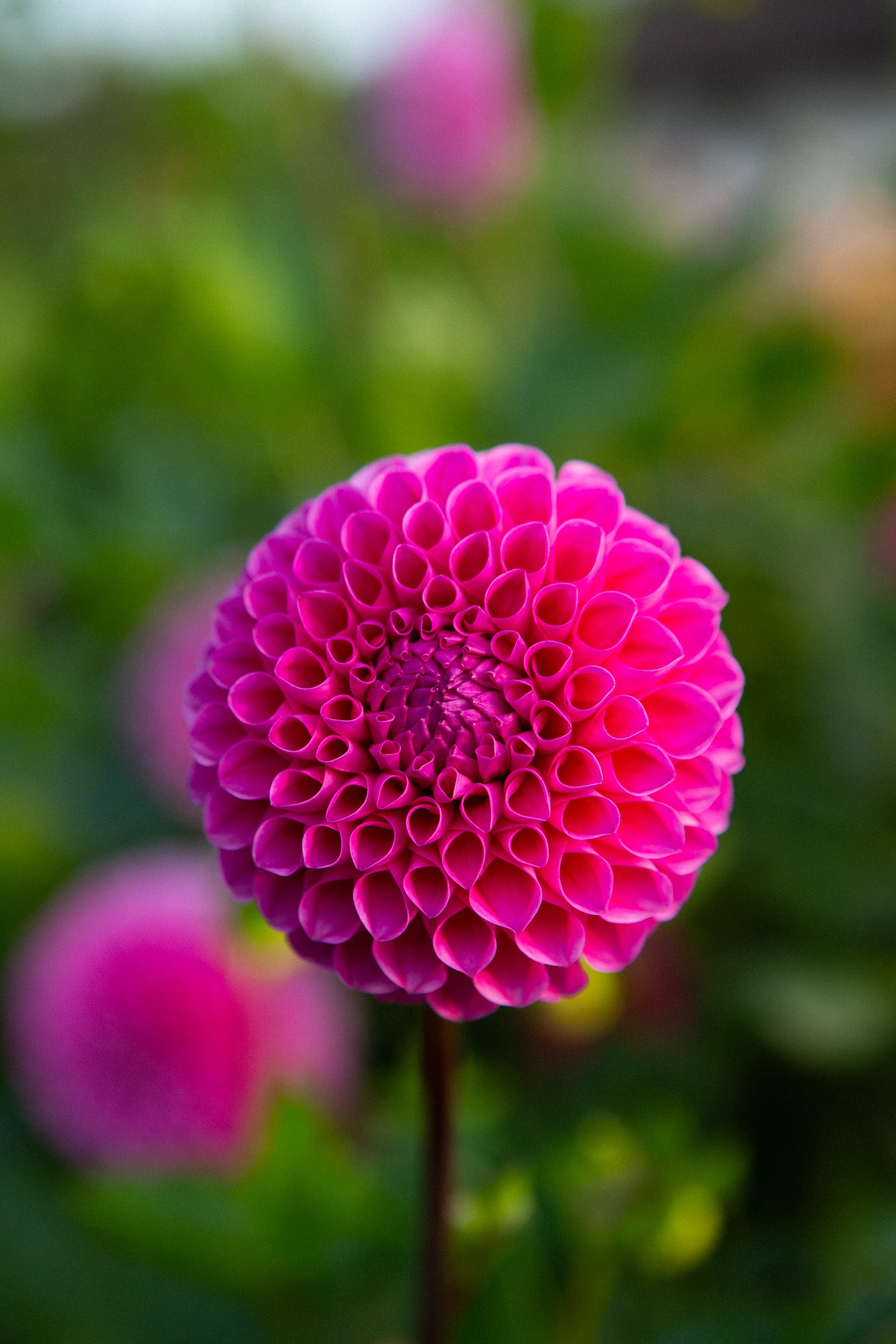 20th Avenue Old Major