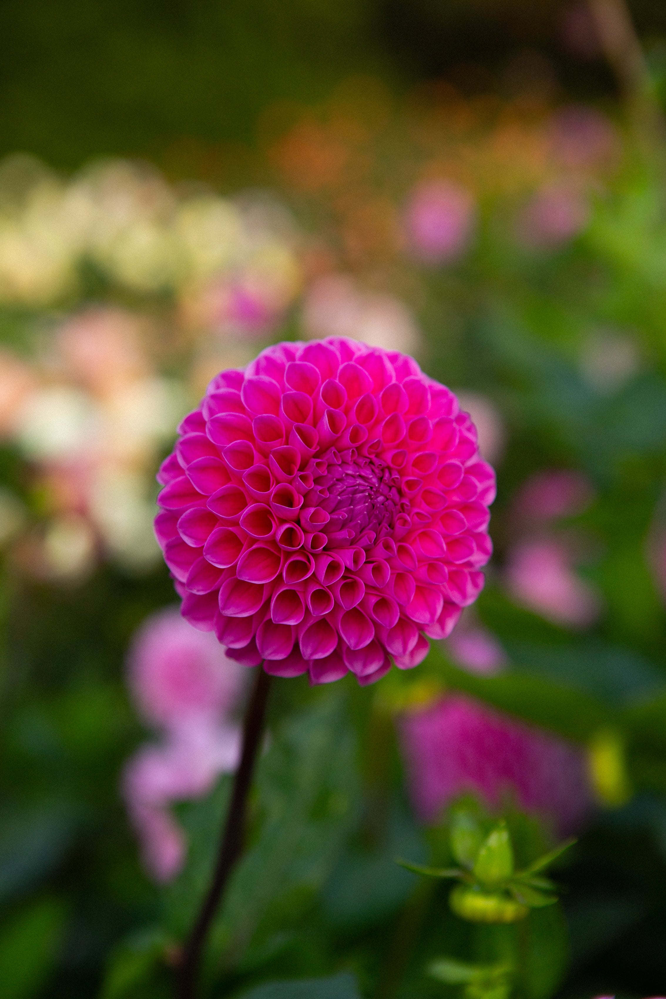 20th Avenue Old Major