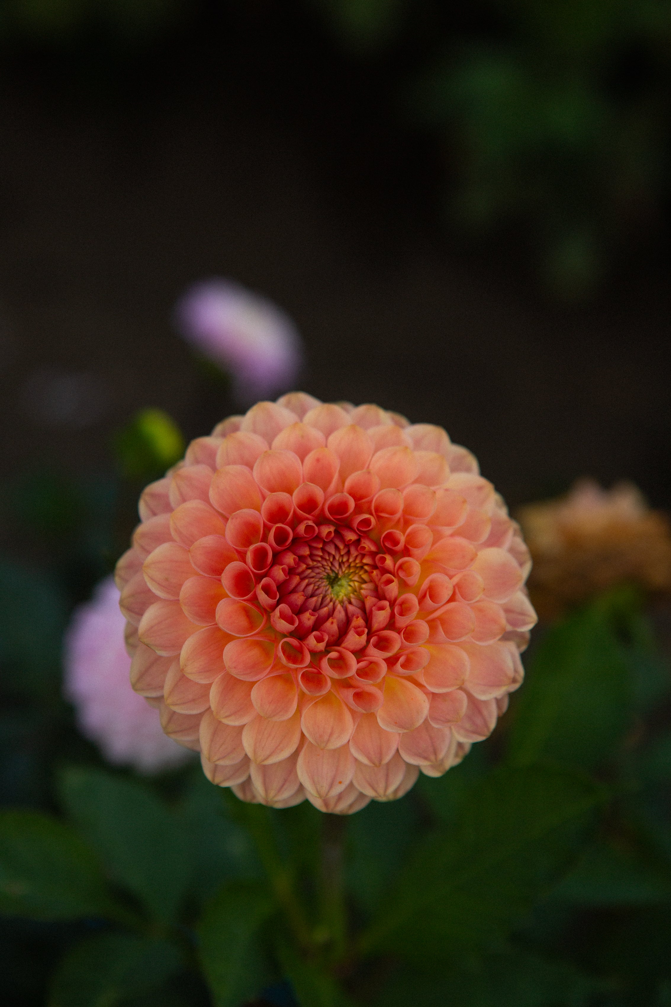 20th Avenue Softer Peach