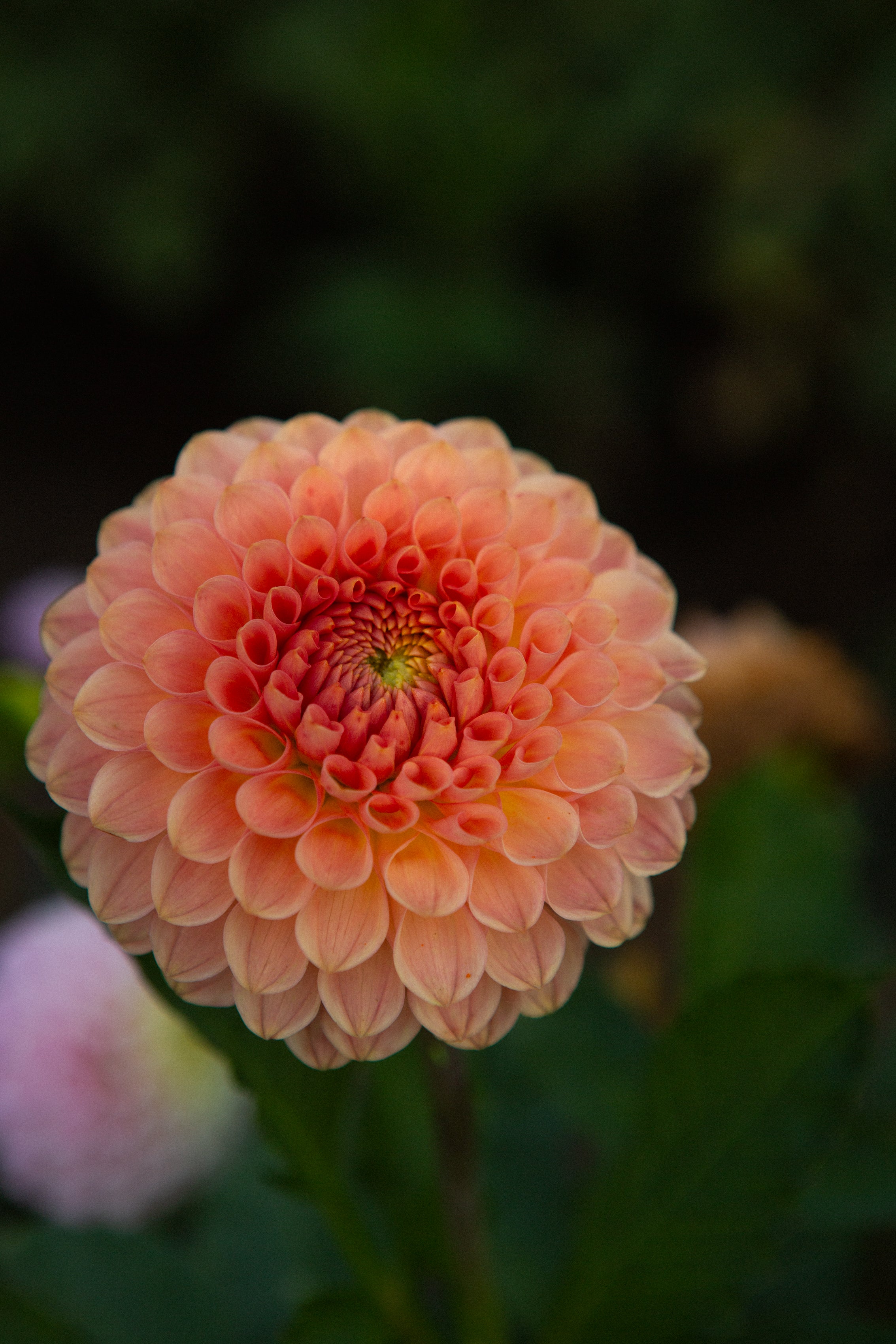 20th Avenue Softer Peach