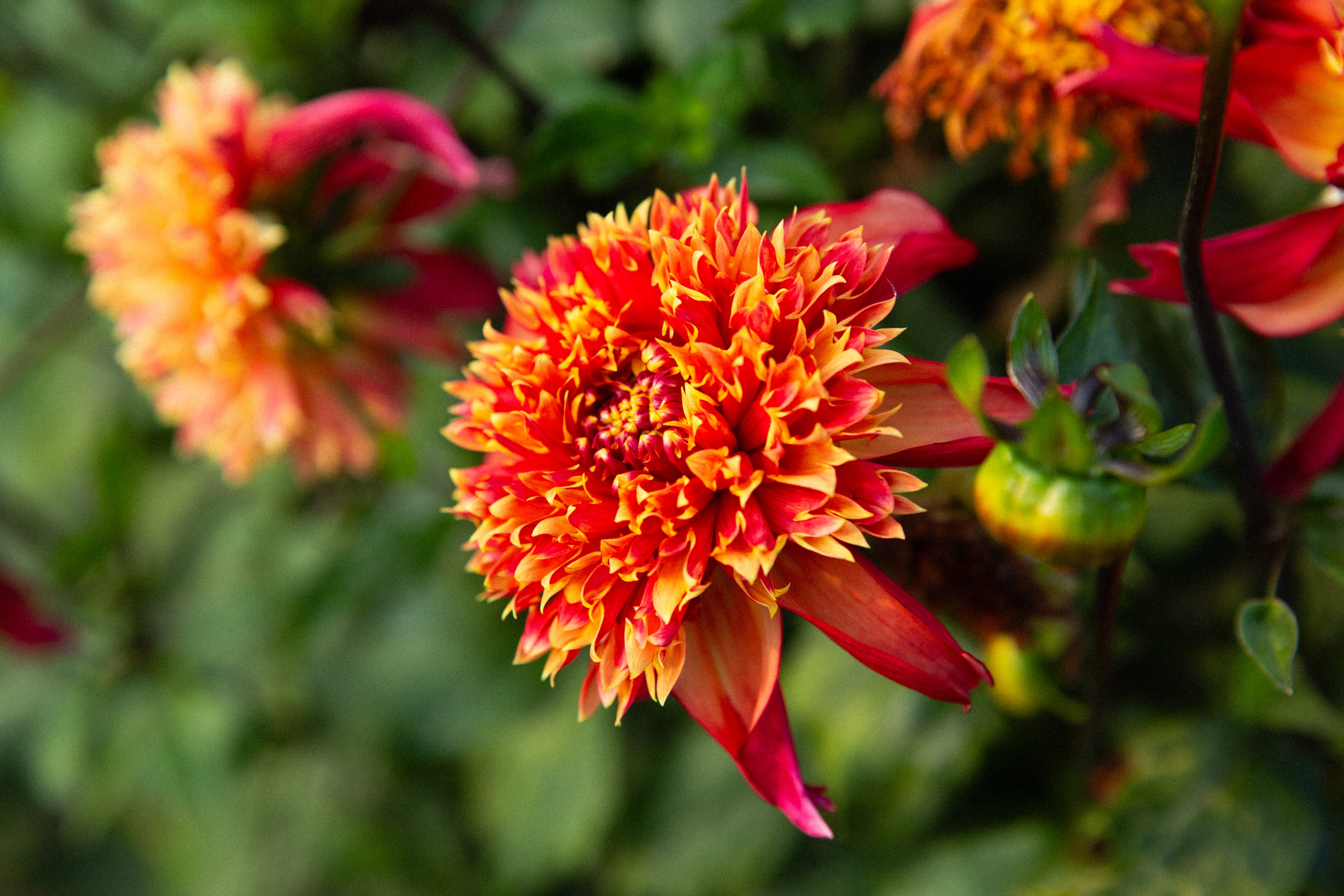 Bloomquist Eye Catching