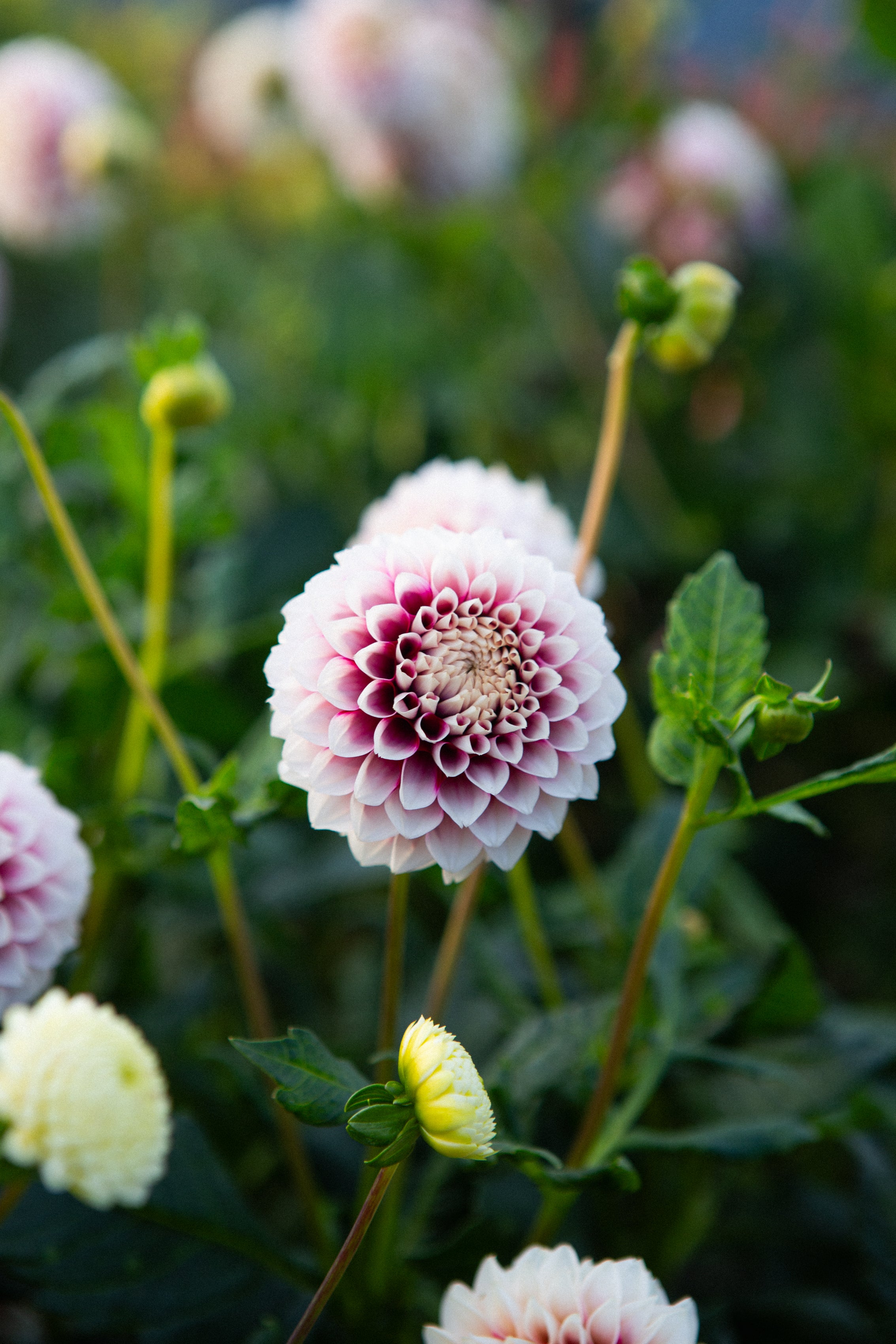 Bloomquist Fairytale