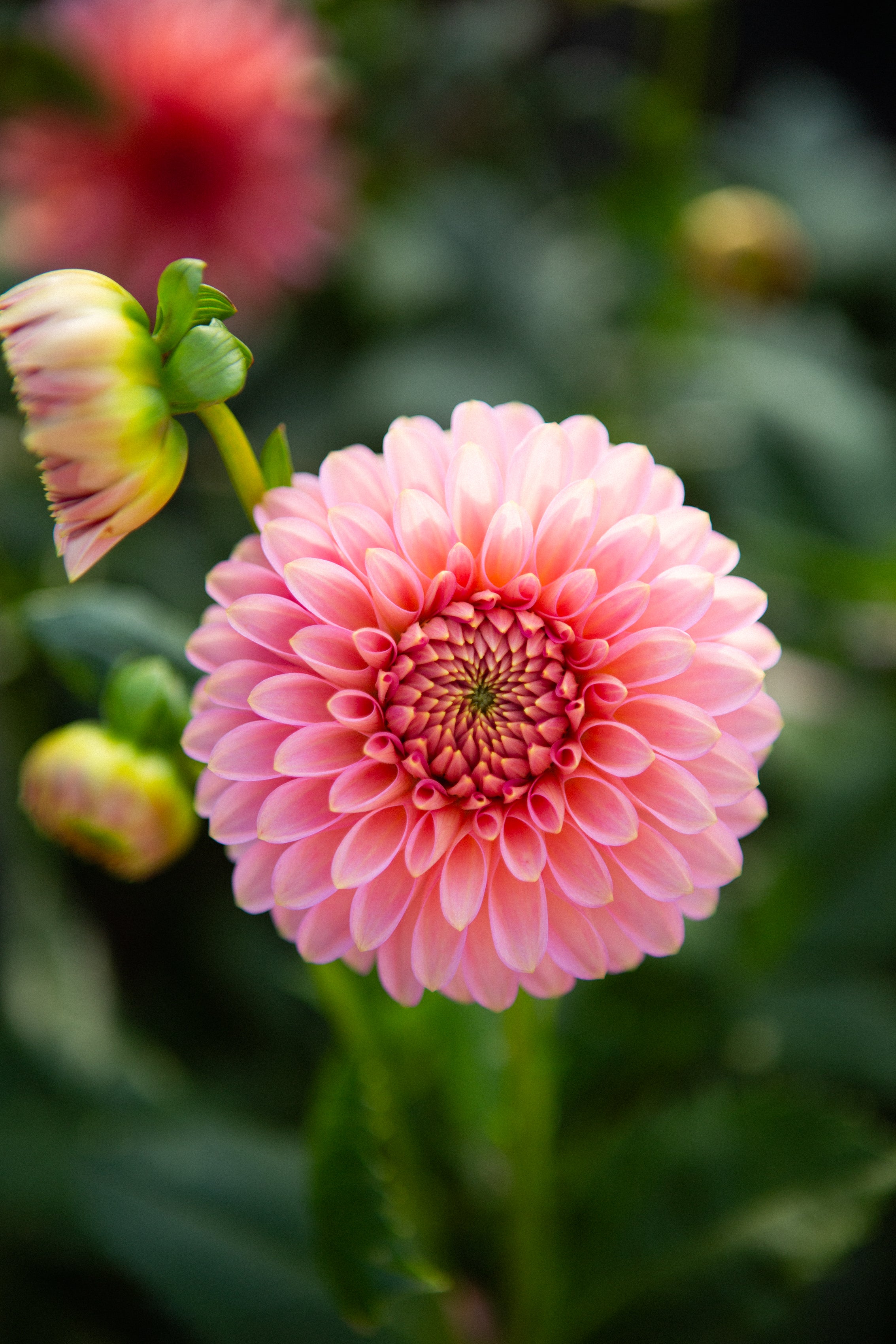 Bloomquist Pink Parfait