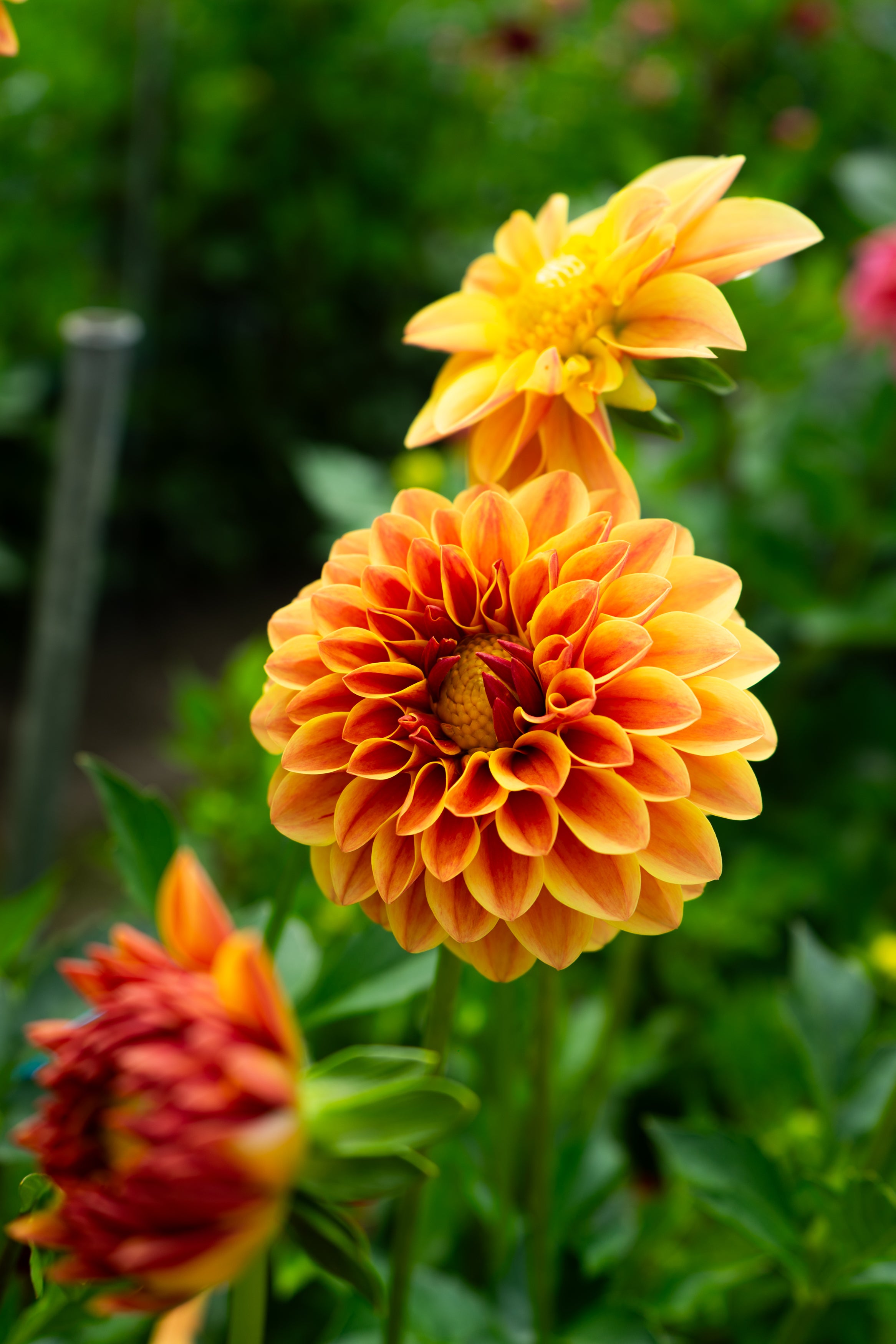 Bloomquist Honeycomb