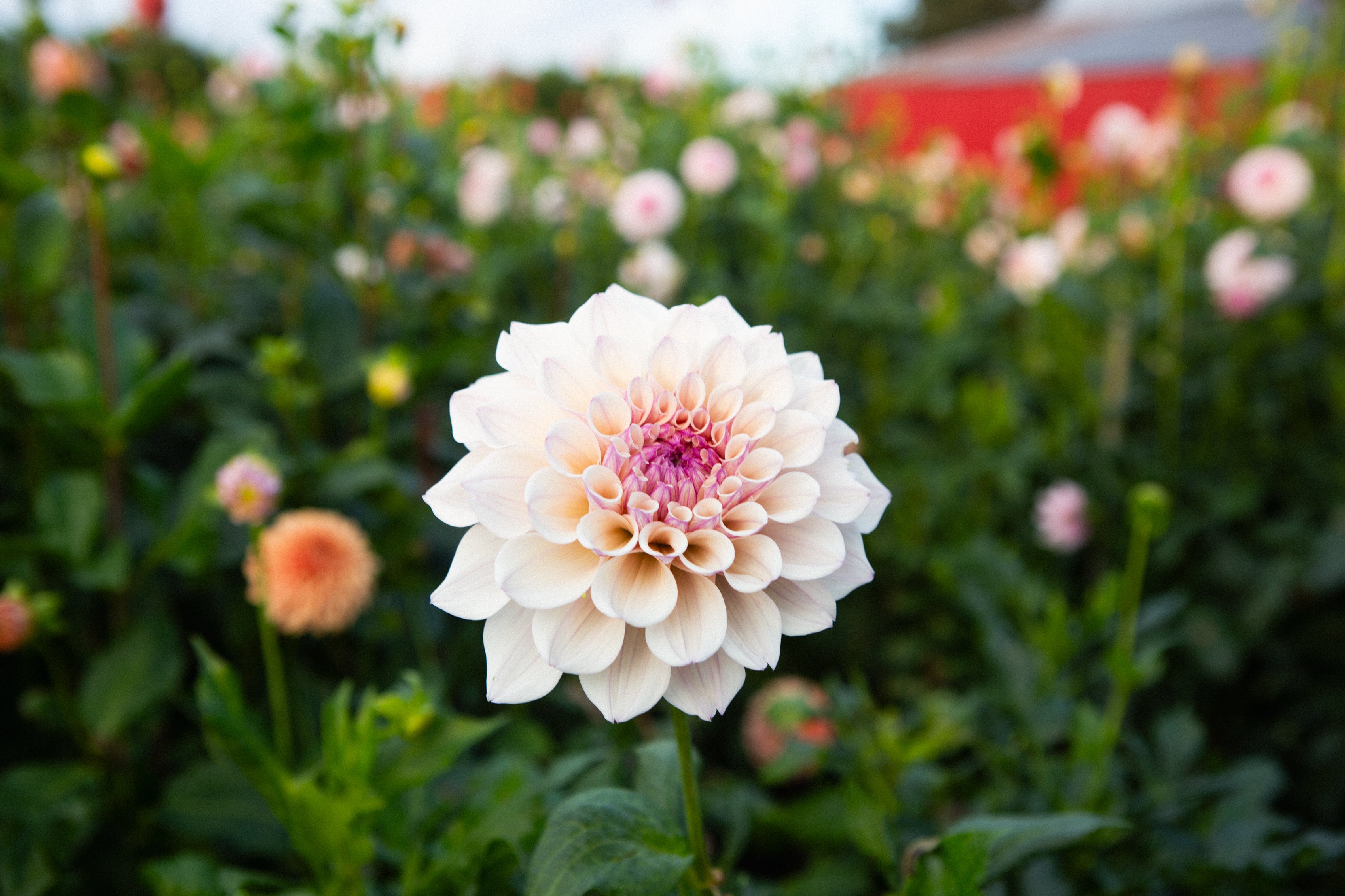 KA's™ Penny Lane (Limit 1) – Moore Blooms Dahlias KA's™ Penny Lane (Limit 1) – Moore Blooms Dahlias