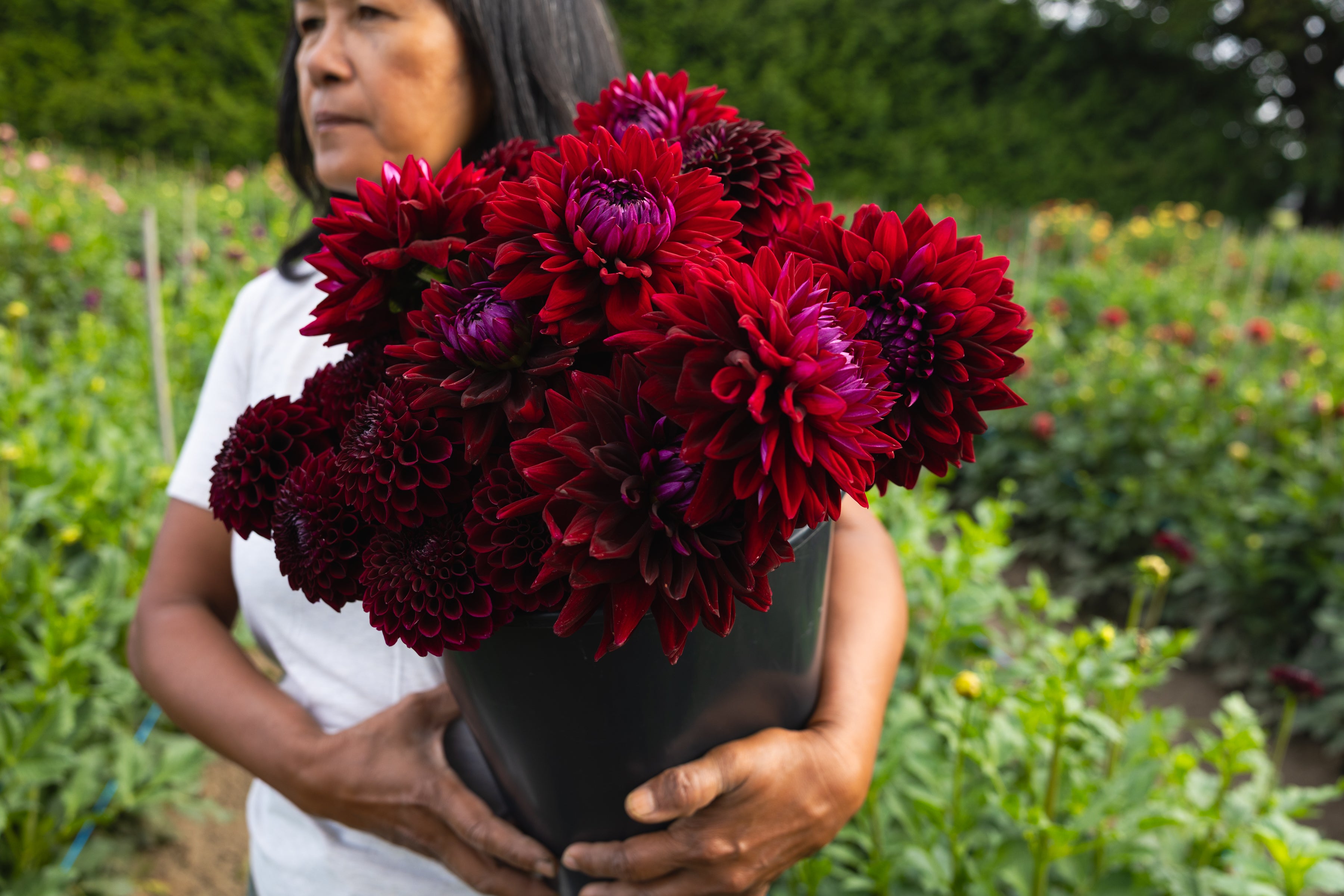 Blooms by the Bucket