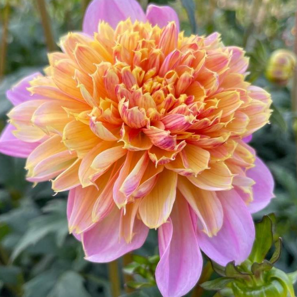 Lifestyle Dahlia