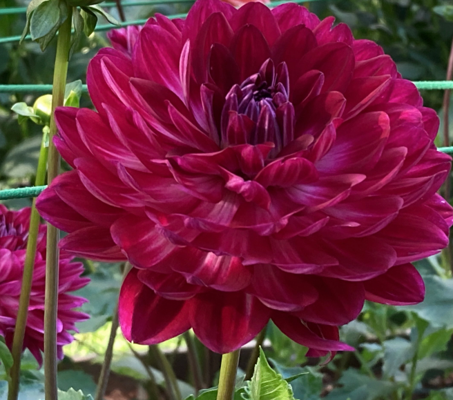 Sandia Bertha (Limit 1)