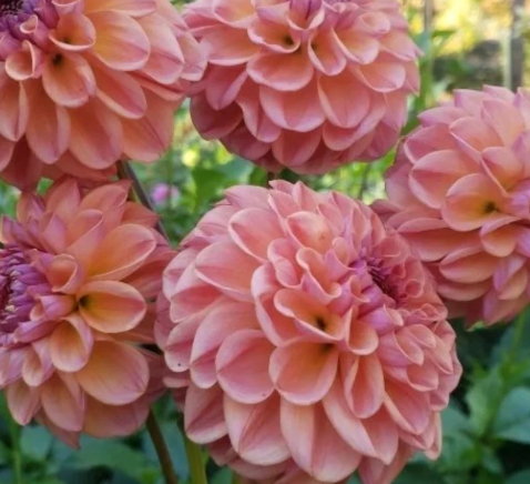 Chewy Dahlia