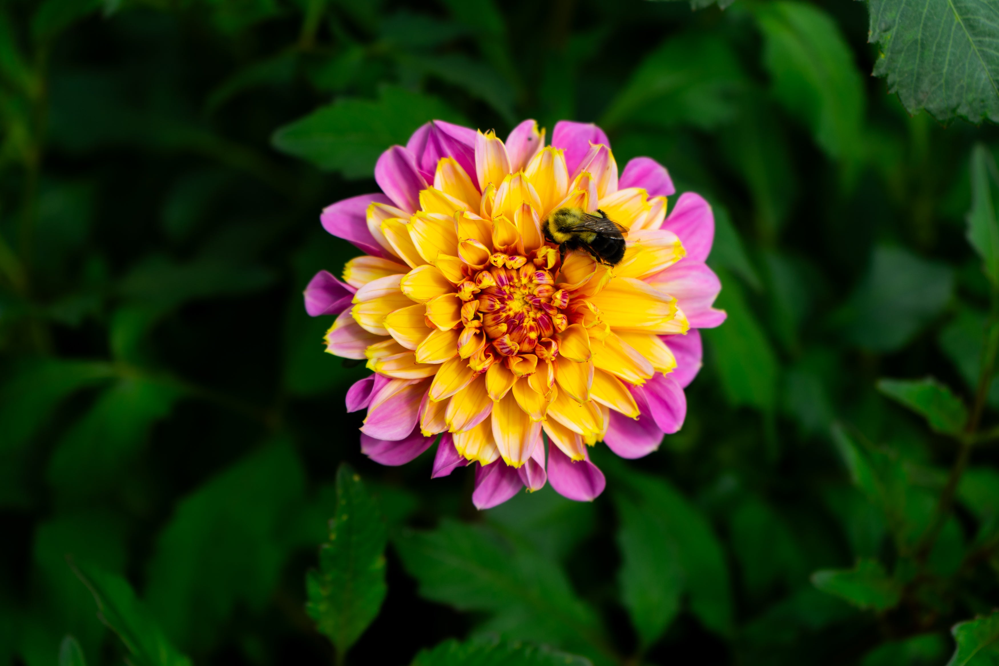 Take Off Dahlia