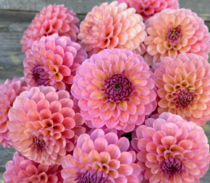 Hamari Rose