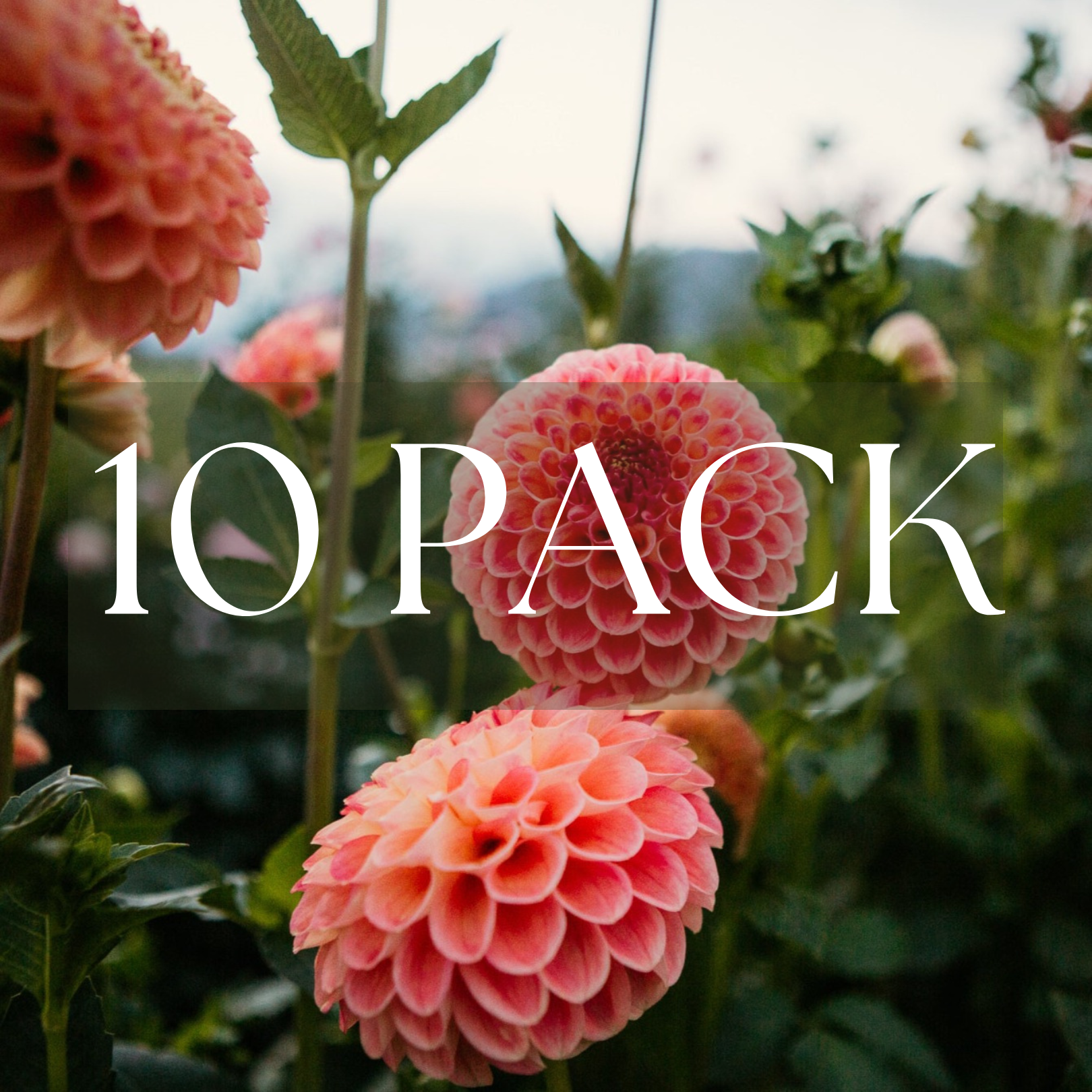 Snoho Doris (10 Pack)