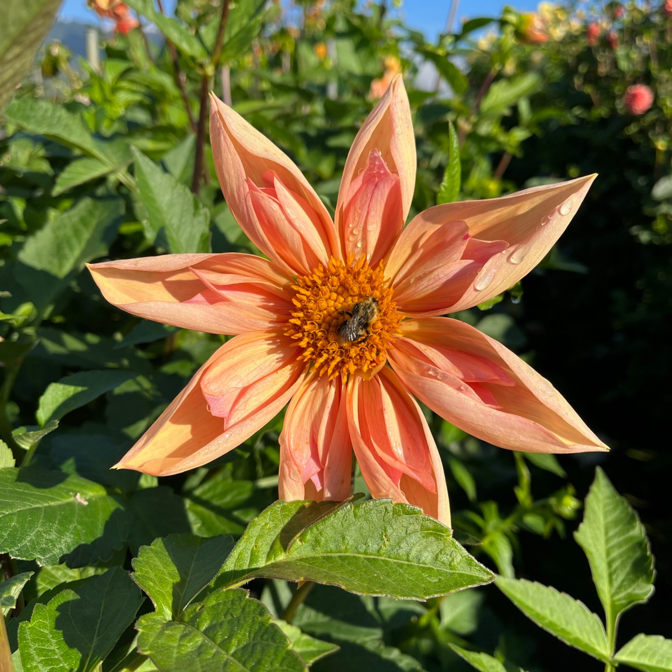 Venus (Limit 1)