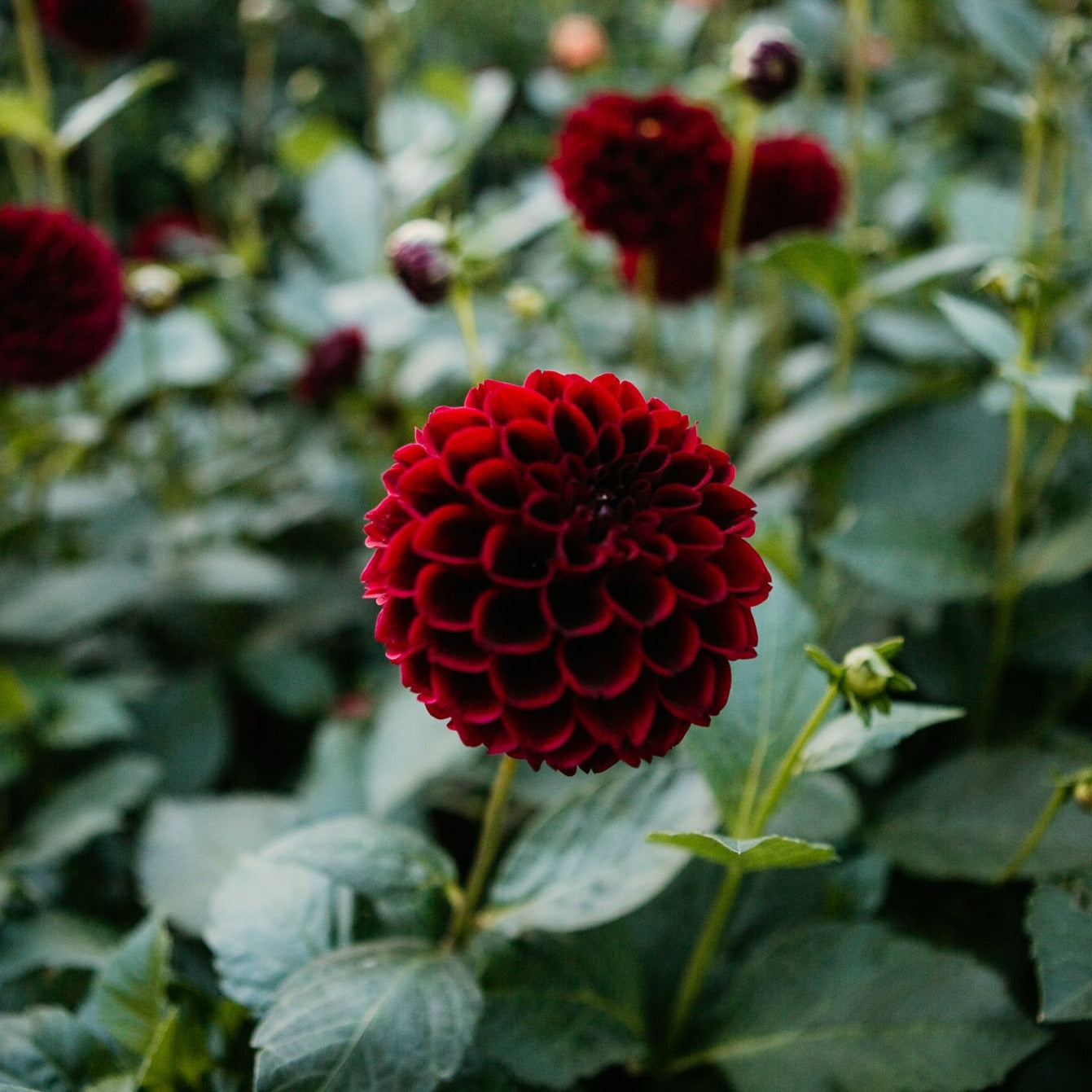 Ferncliff Ebony (10 Pack)