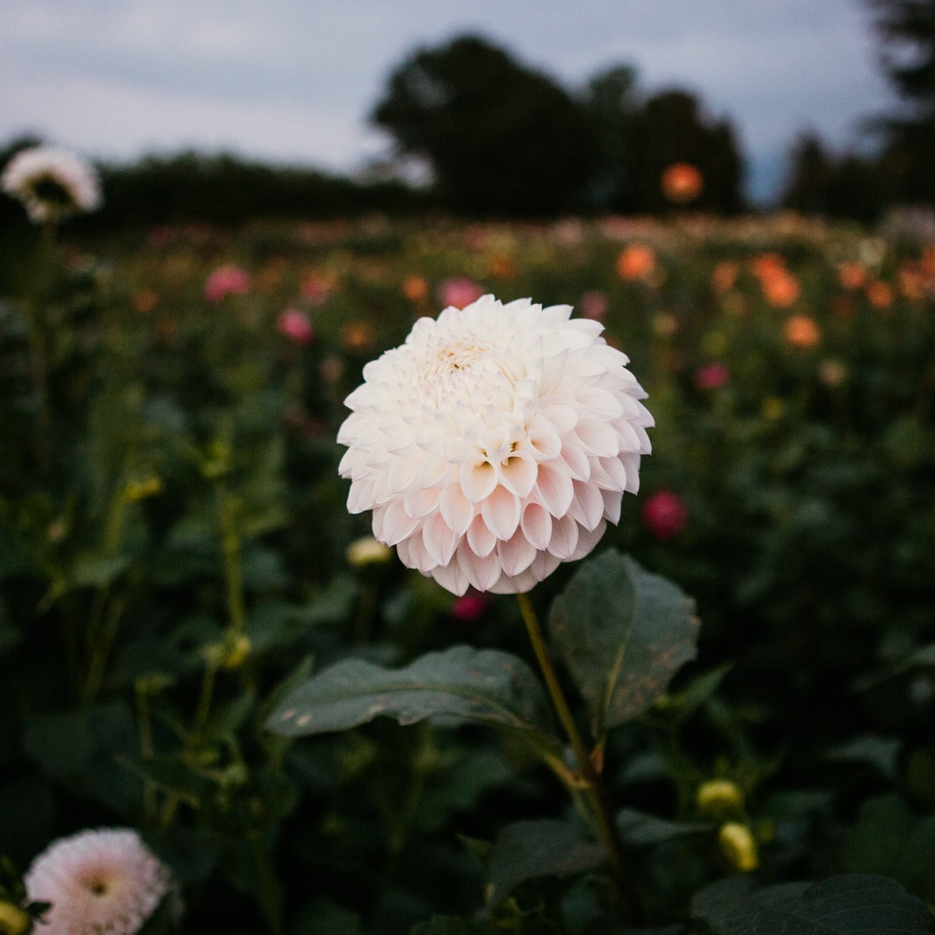 Pink Pearl