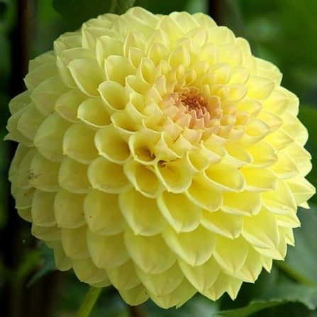 Winholme Diane