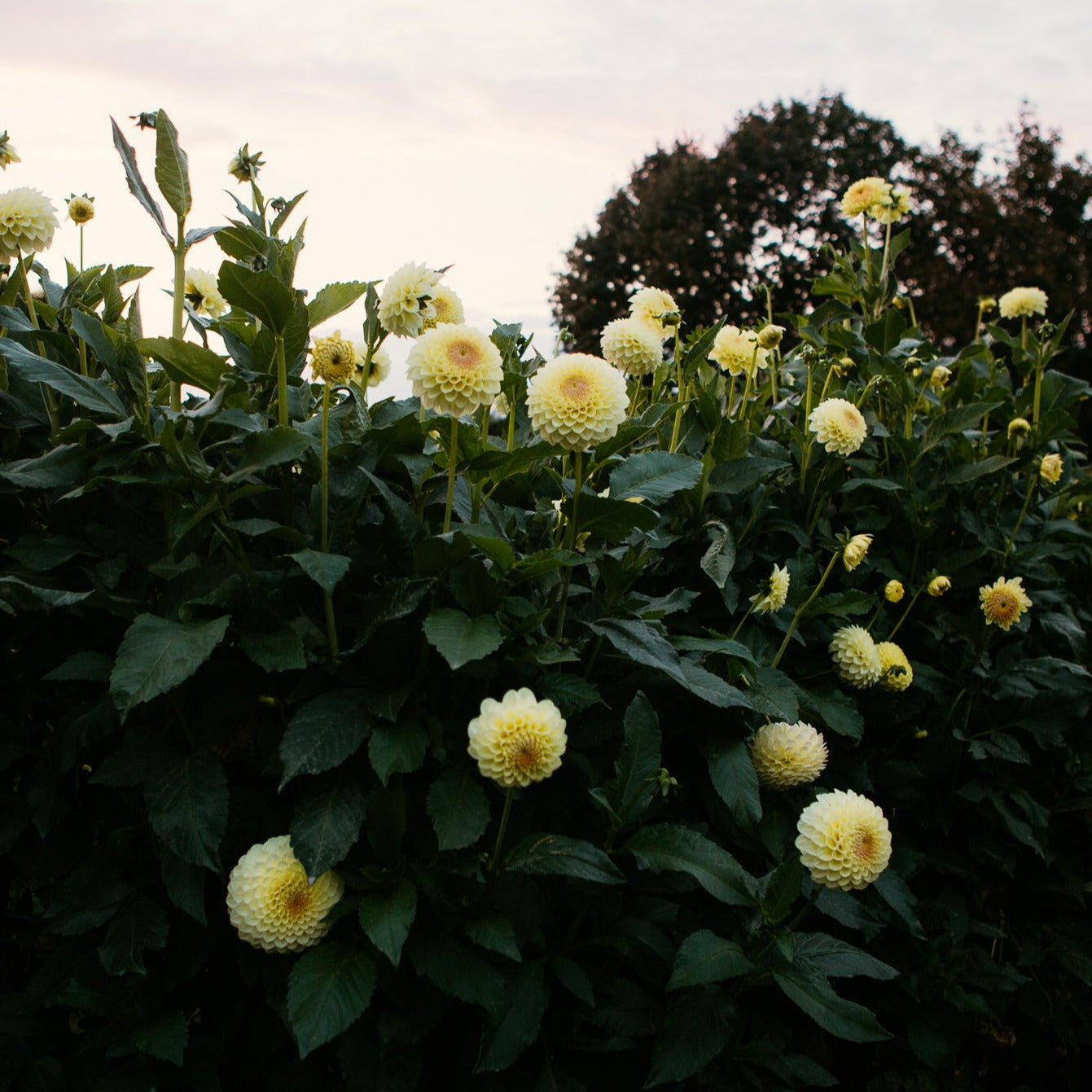Winholme Diane