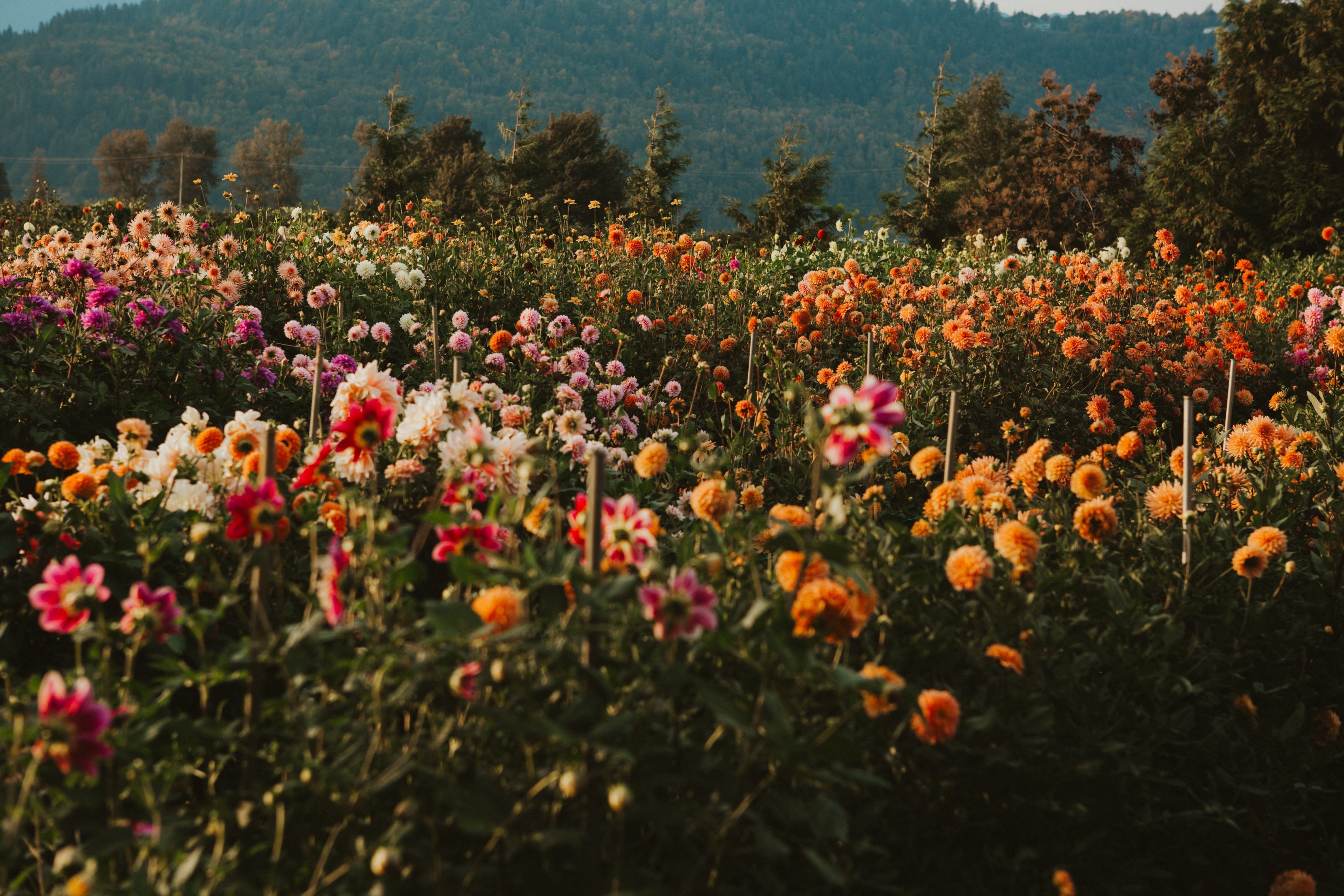 Our Alpen Collection