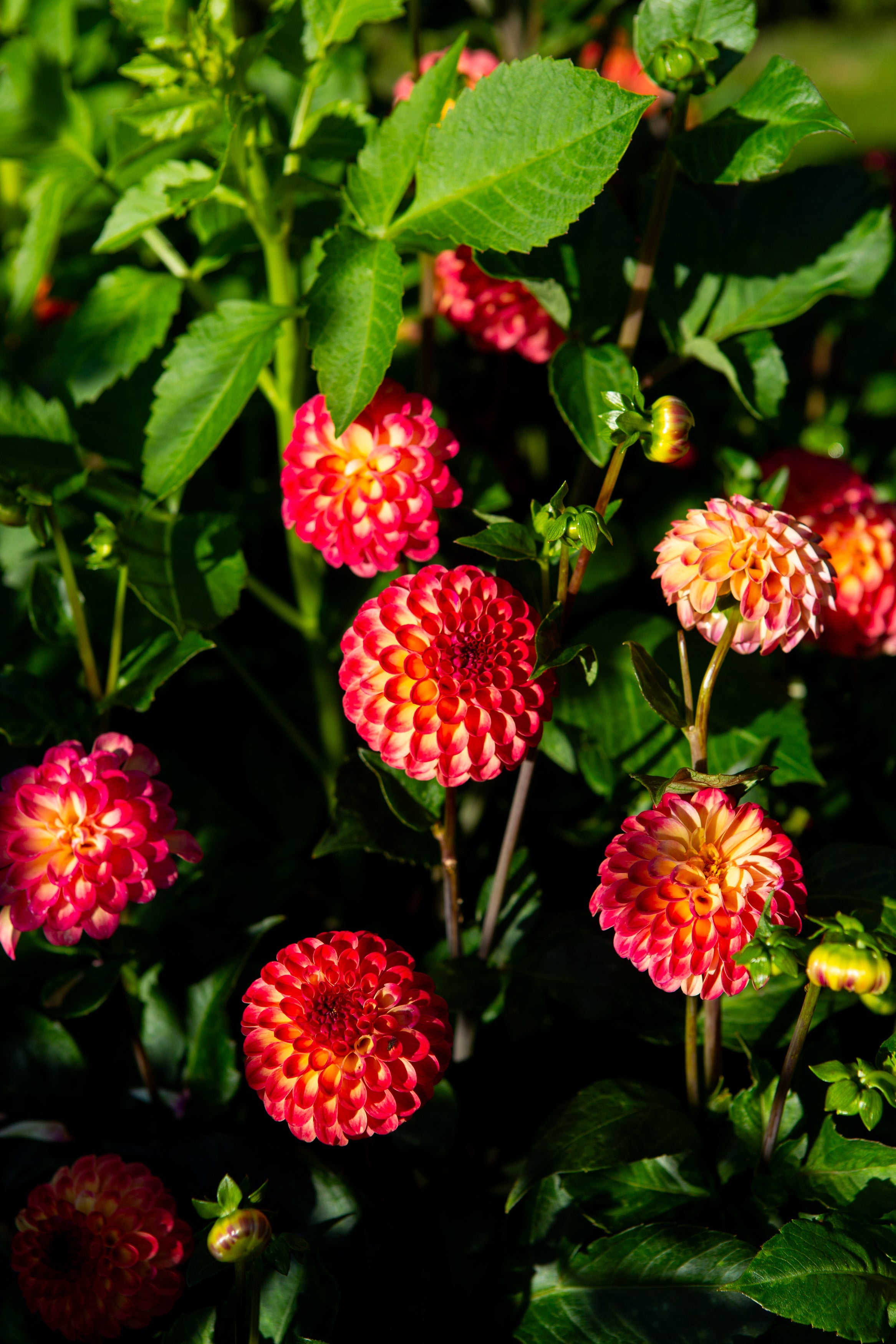 TRACKER スクリーミングフラワー　コンプリート Our Clearview Collection – Moore Blooms Dahlias