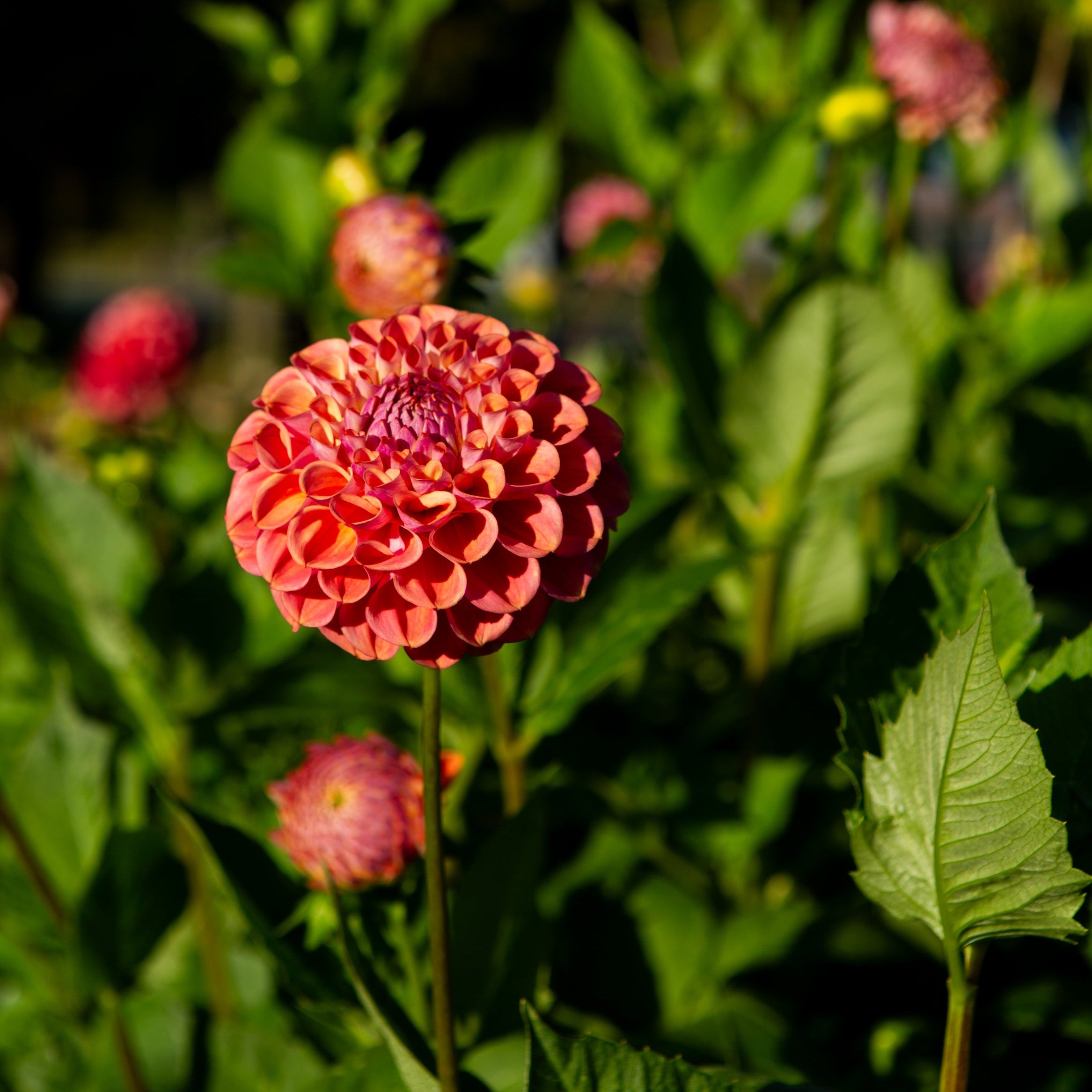 Our Coseytown Collection