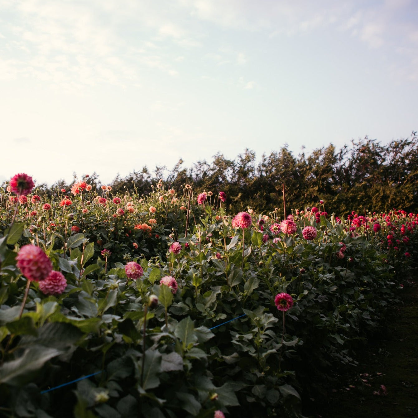 Our Ferncliff Collection