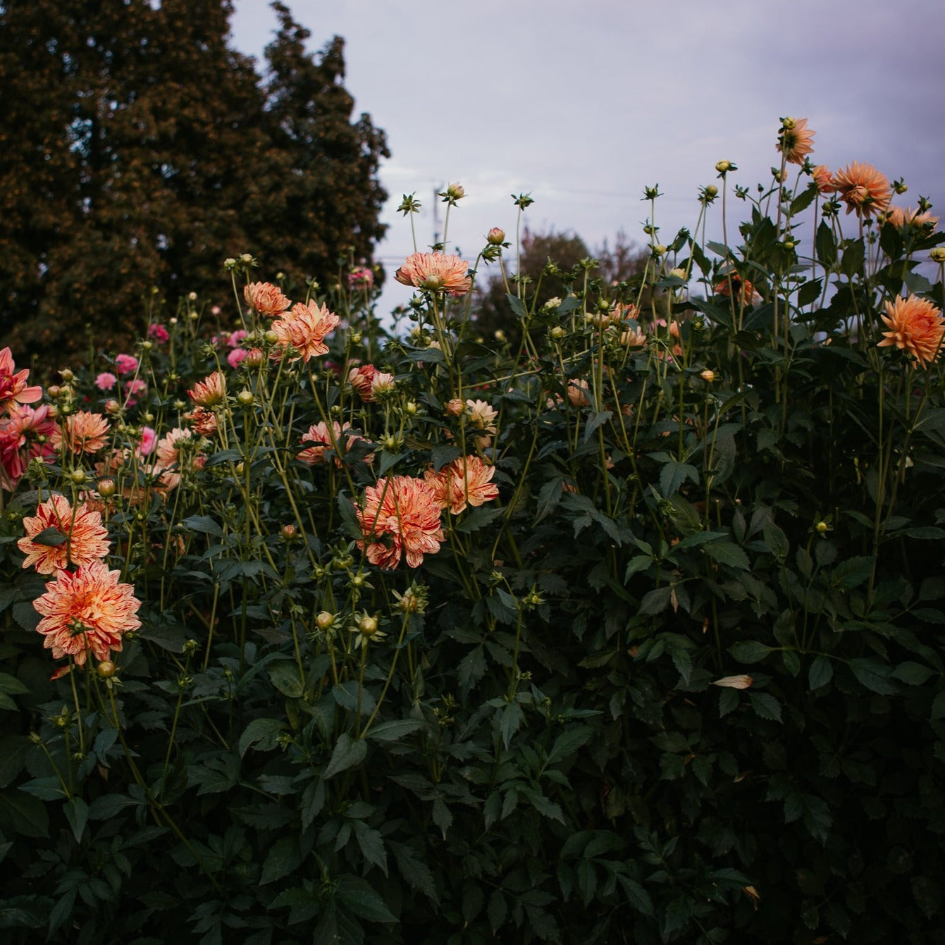 Our Hollyhill Collection