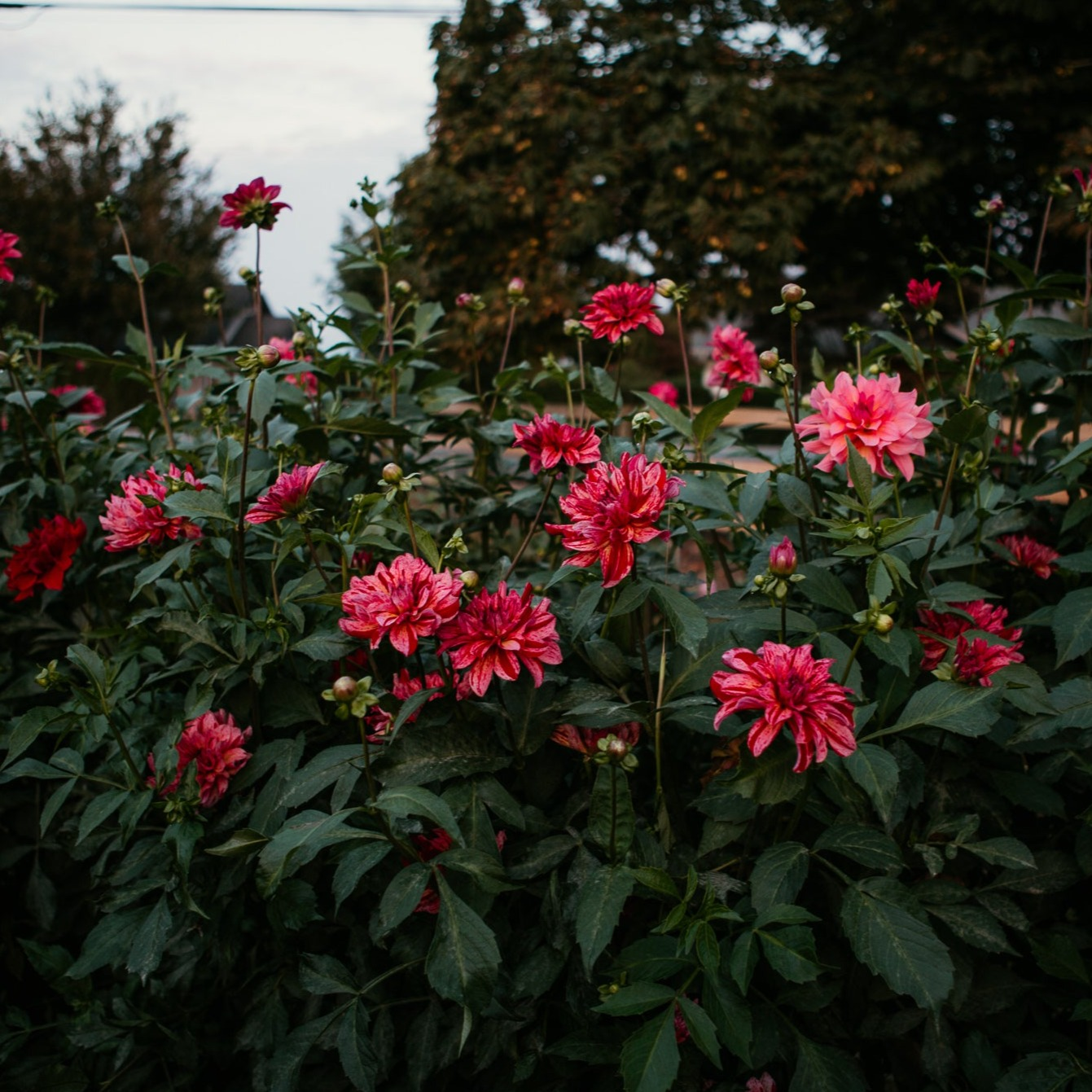 DAHLIA CUTTINGS - LOCAL PICKUP ONLY