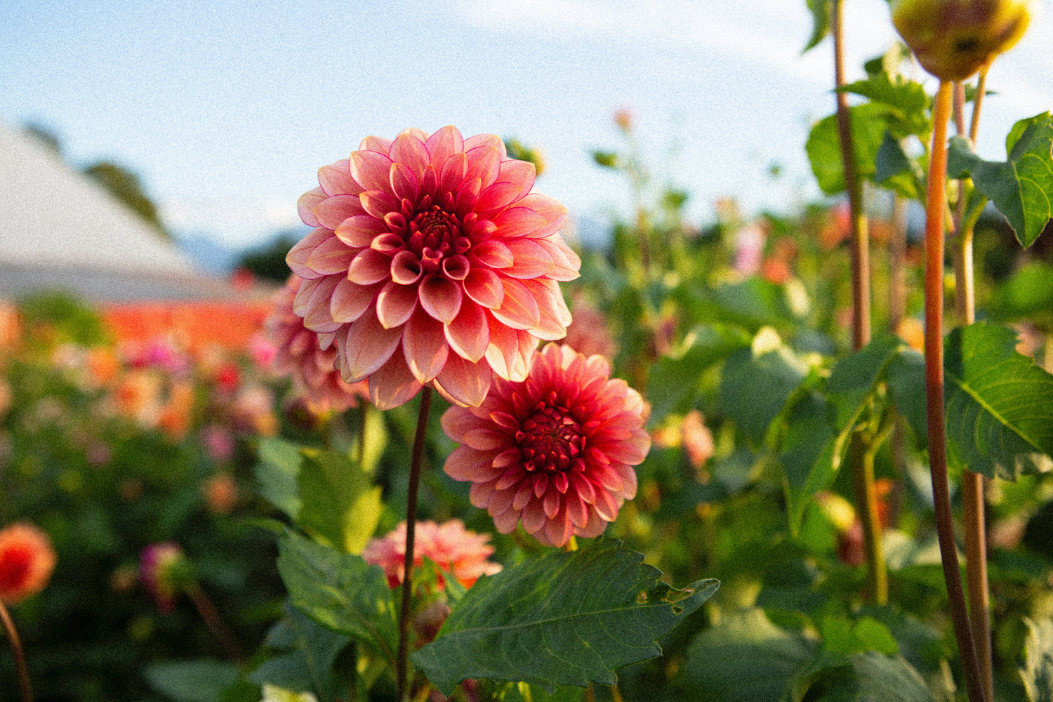 Our KA™ Collection