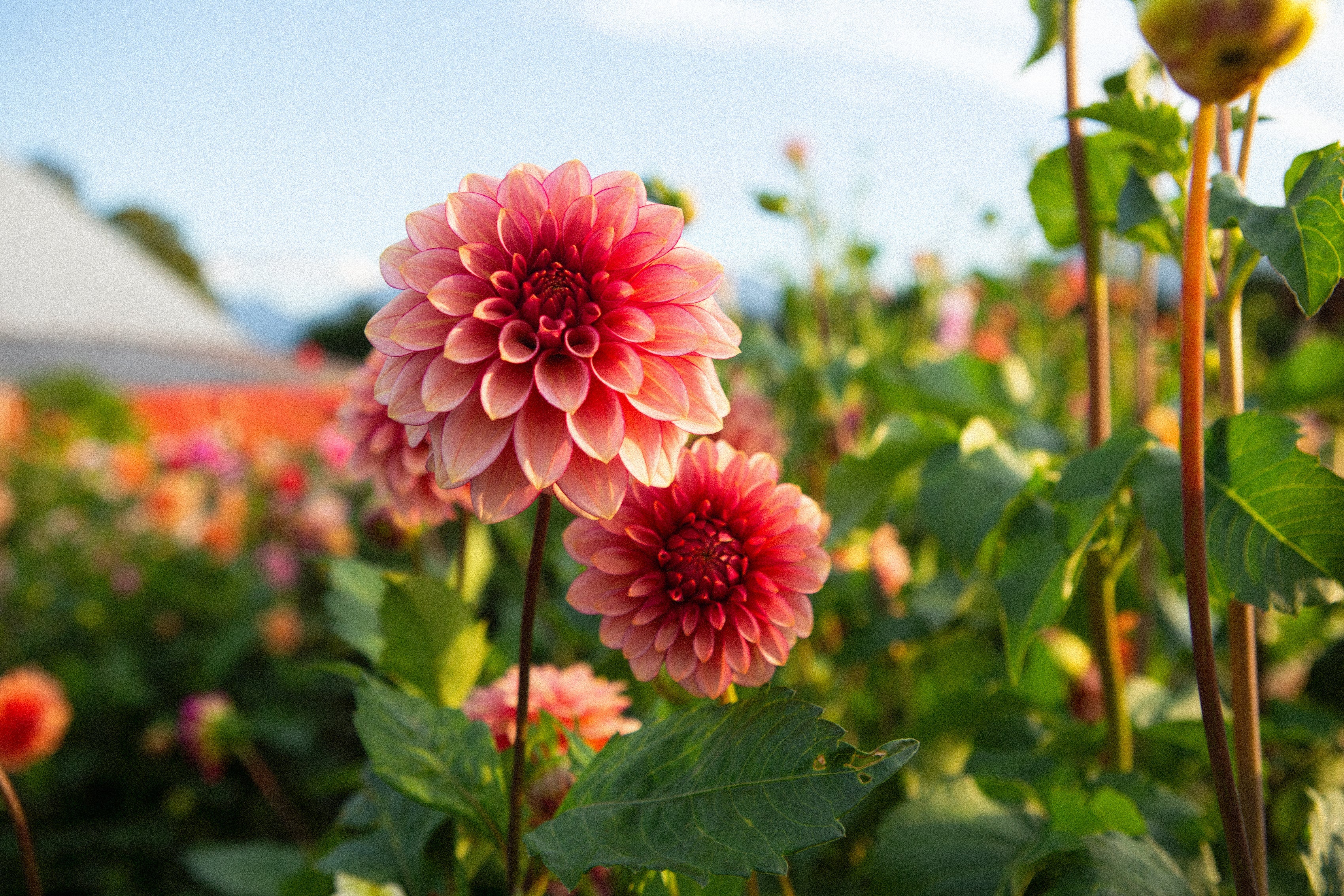 Our KA™ Collection