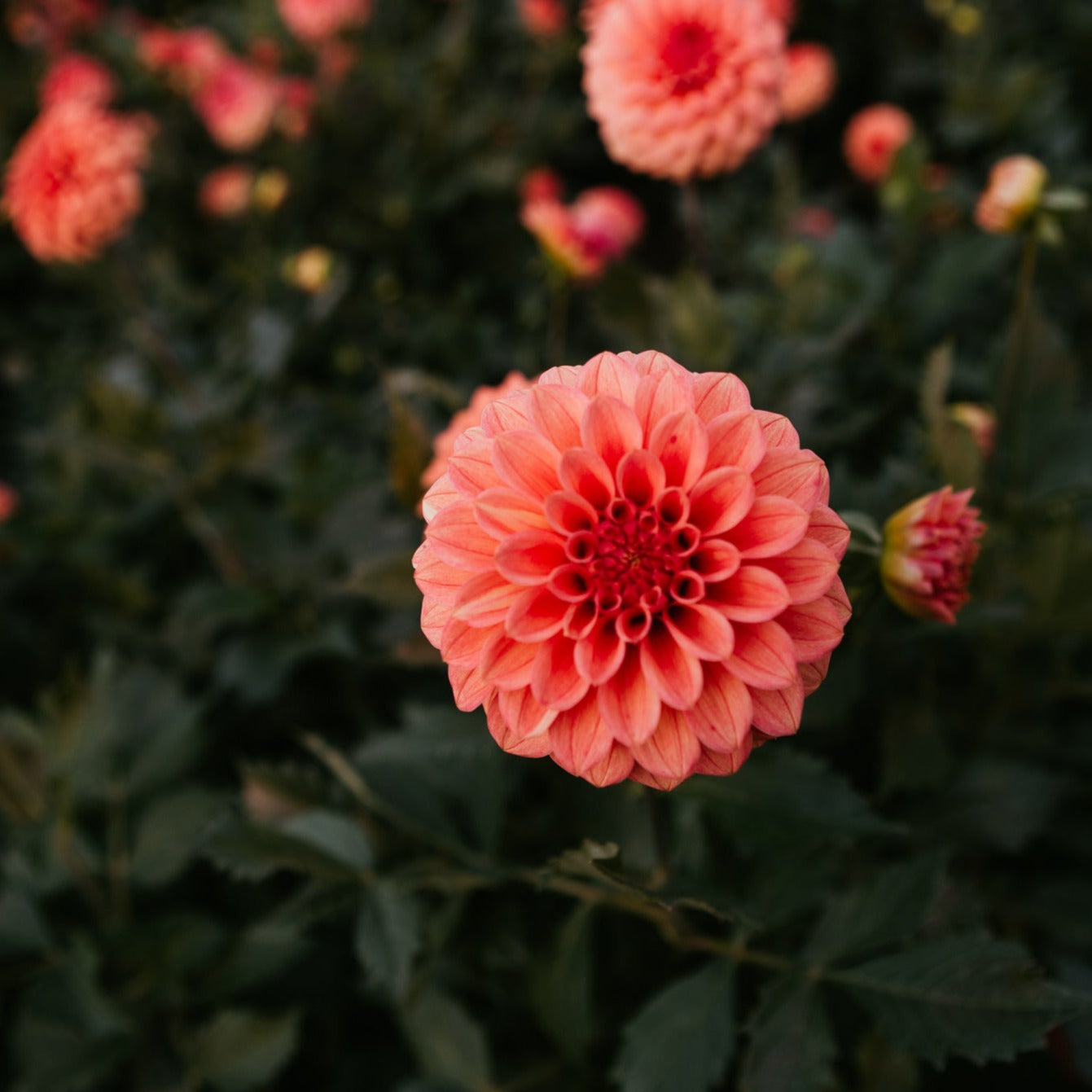 Our Mission Collection