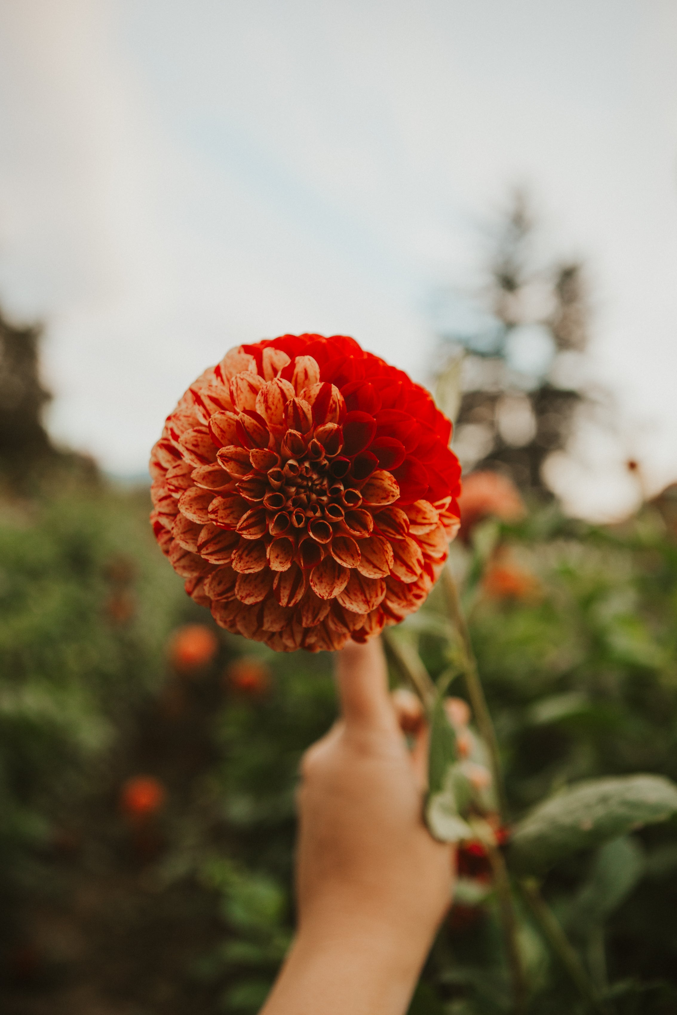 2026 Tuber Collection