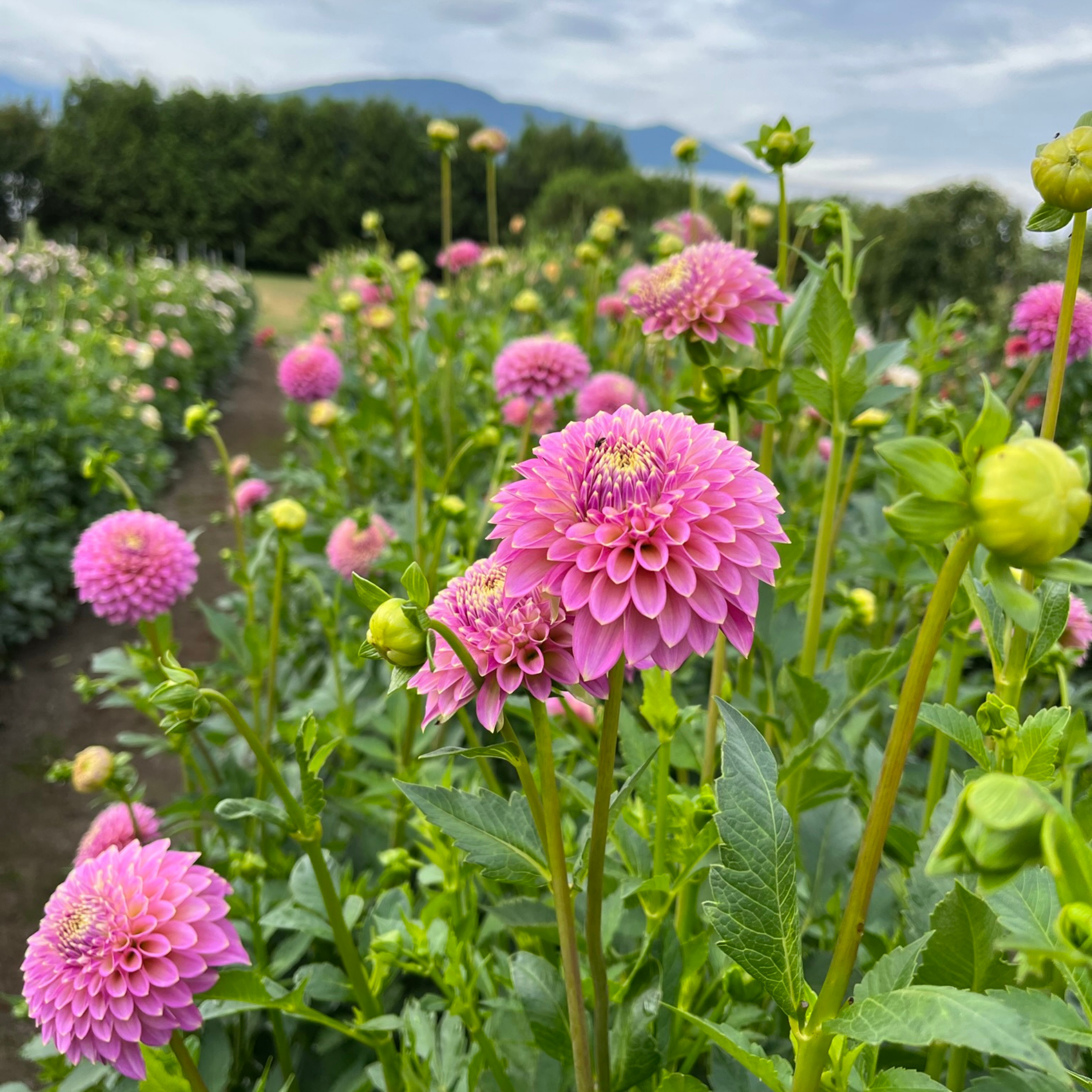 Our Skipley Collection