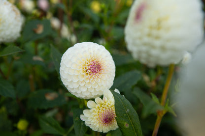 20th Avenue Tradition