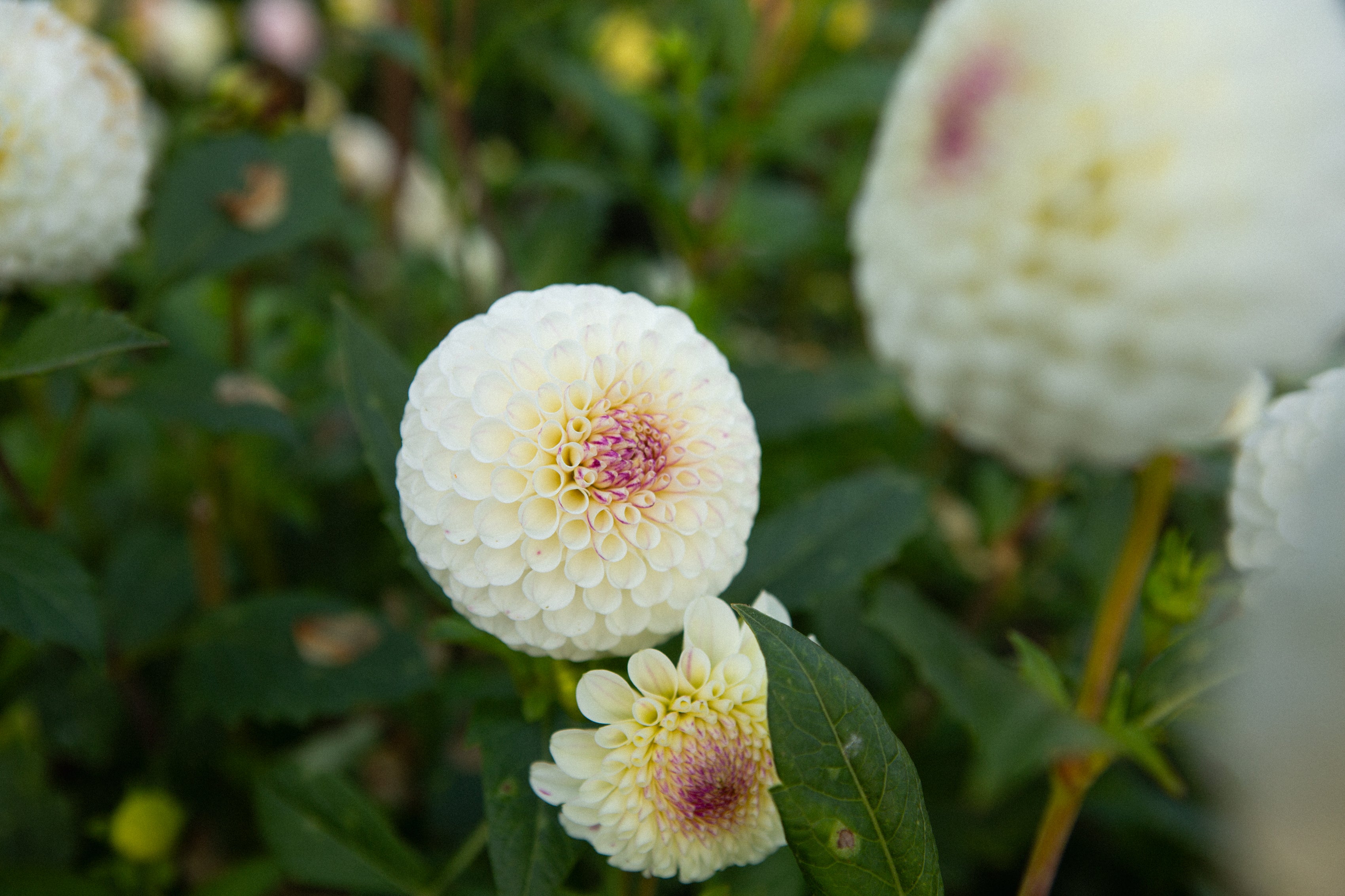 20th Avenue Tradition