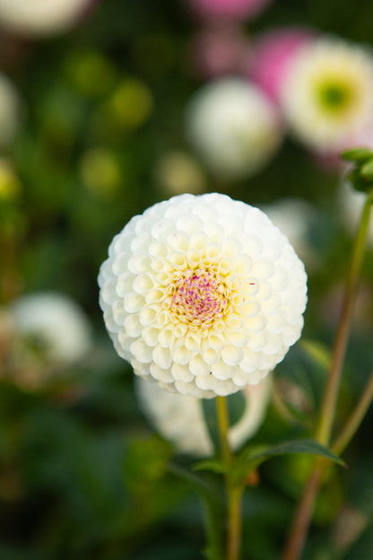 20th Avenue Tradition