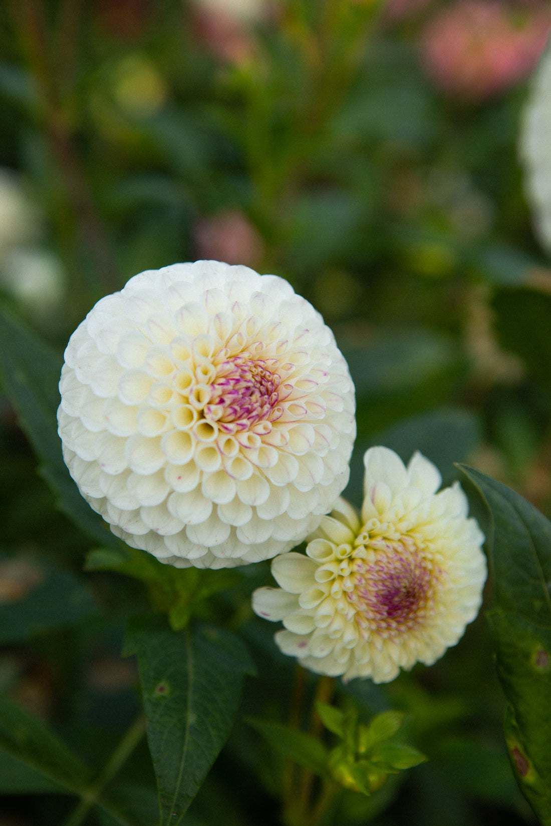 20th Avenue Tradition