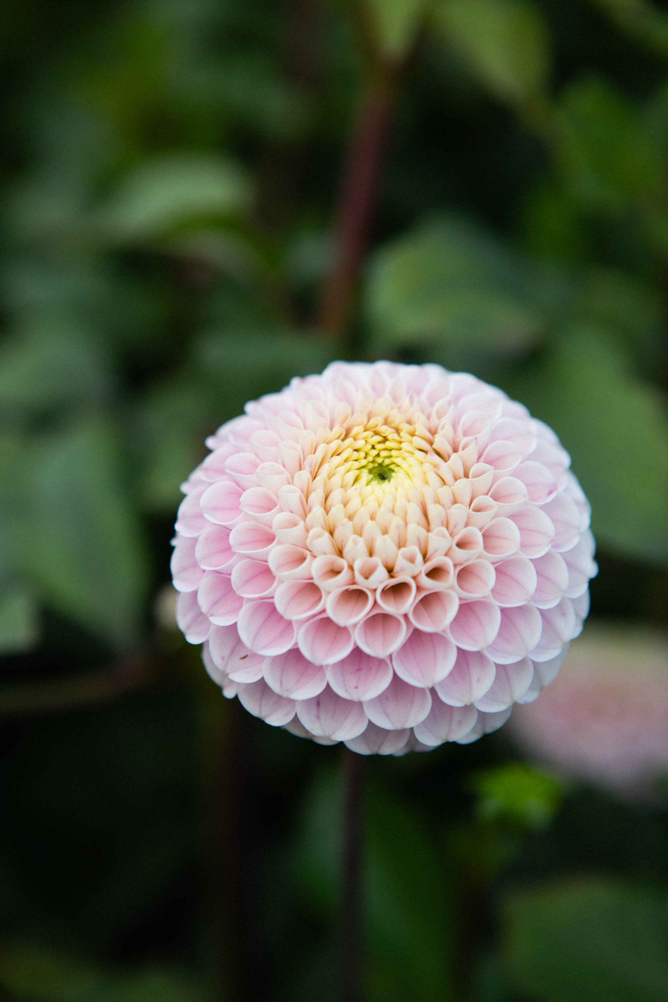 20th Avenue Delicada