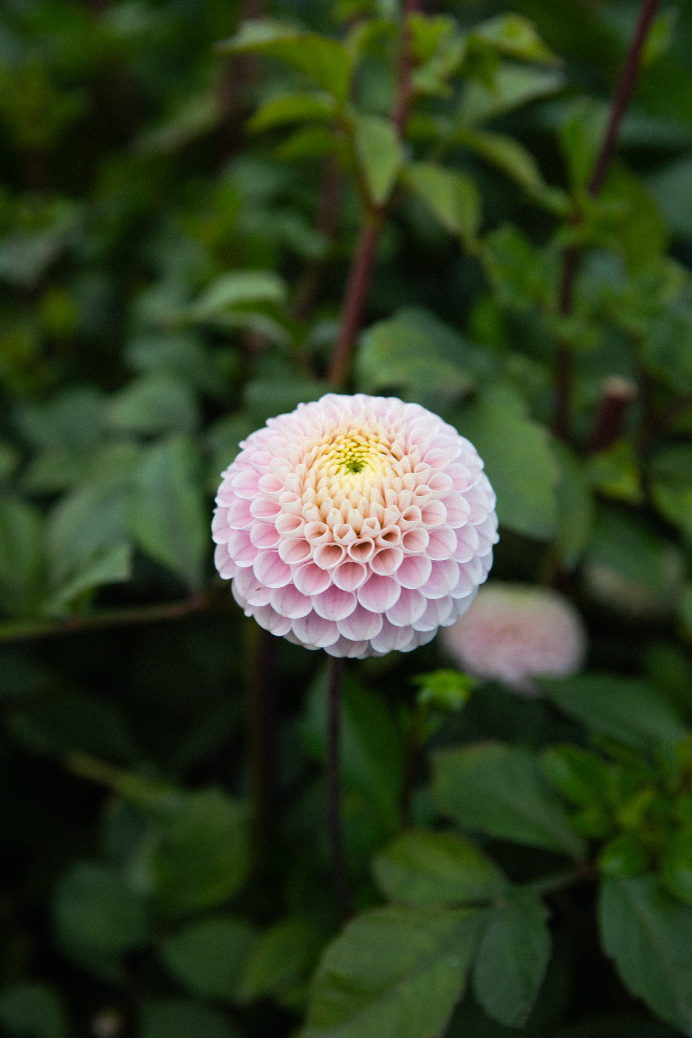 20th Avenue Delicada