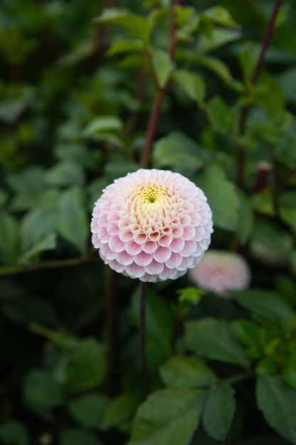 20th Avenue Delicada