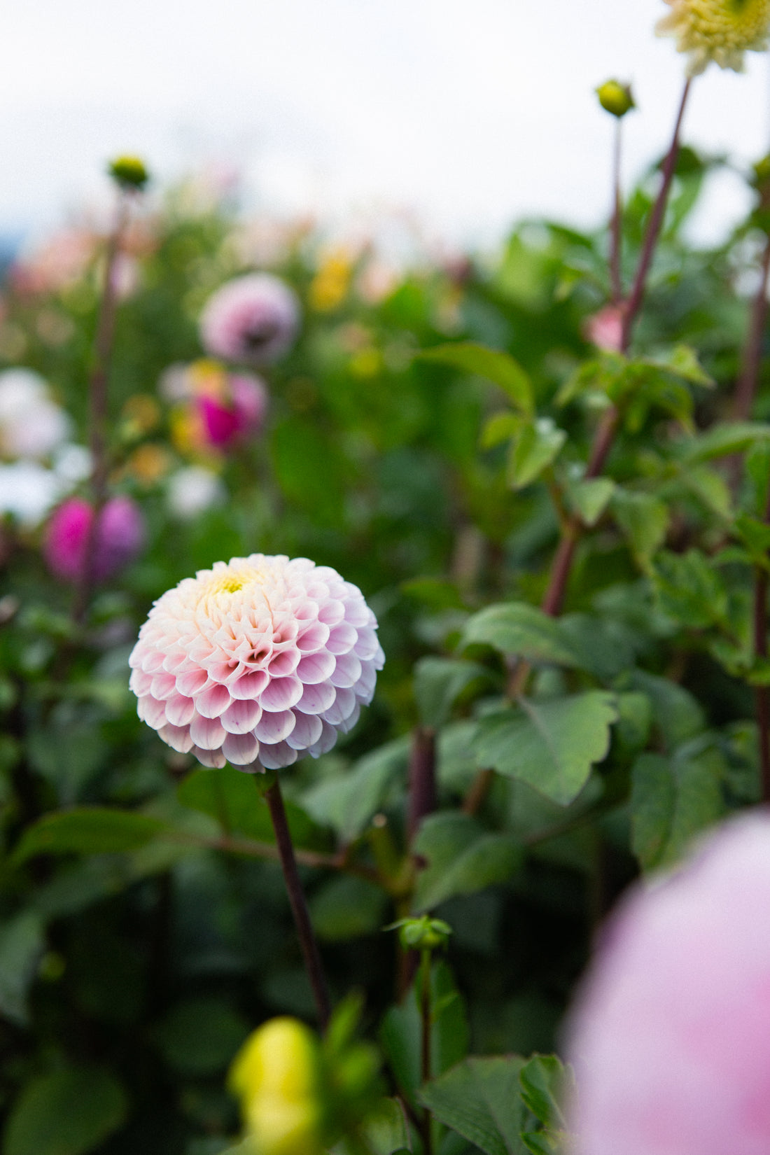 20th Avenue Delicada