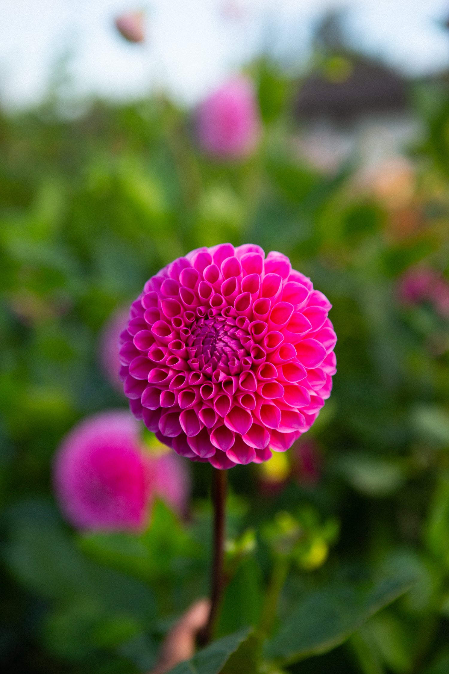 20th Avenue Old Major