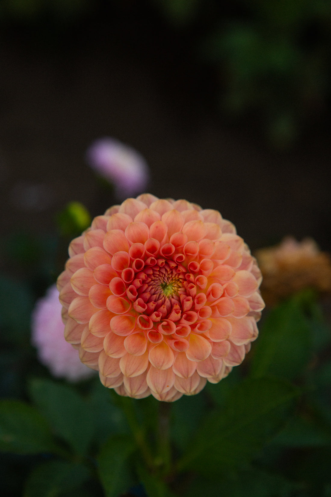 20th Avenue Softer Peach