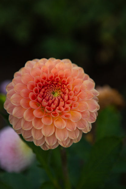 20th Avenue Softer Peach