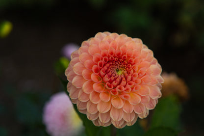 20th Avenue Softer Peach