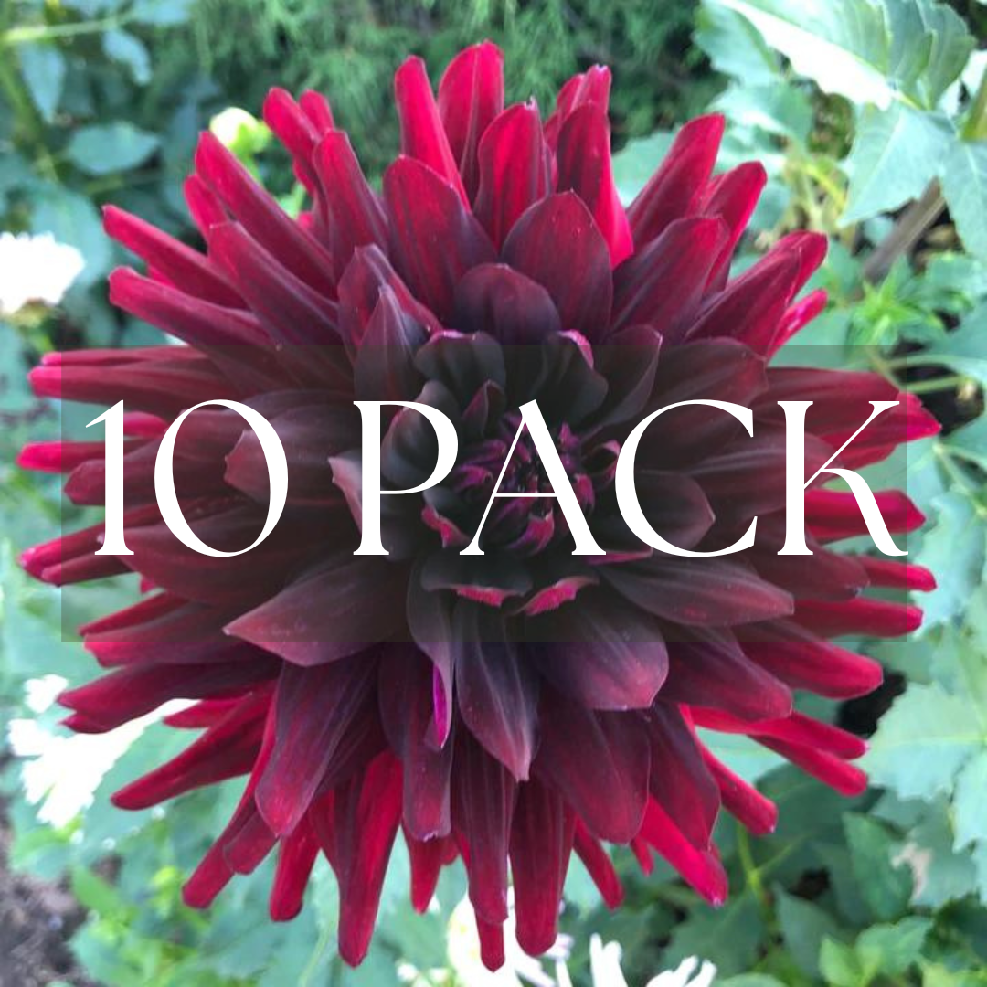 Hollyhill Black Beauty (10 Pack)