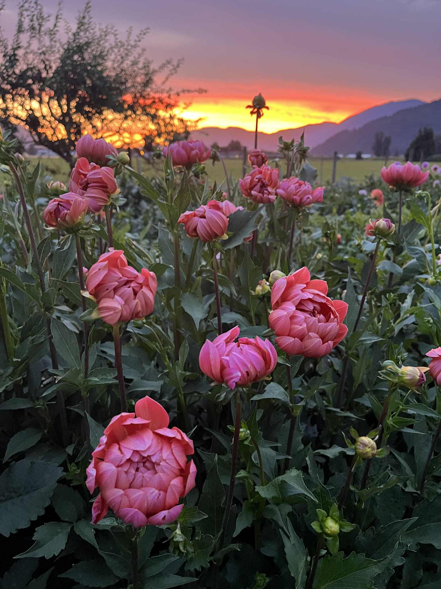 Hollyhill Daydream (Limit 1)