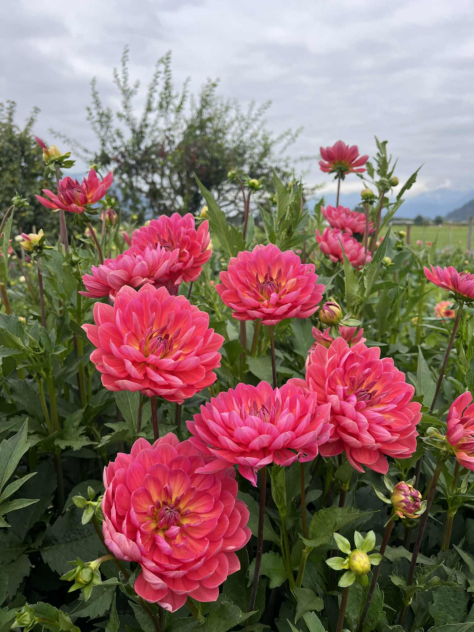 Hollyhill Daydream (Limit 1)